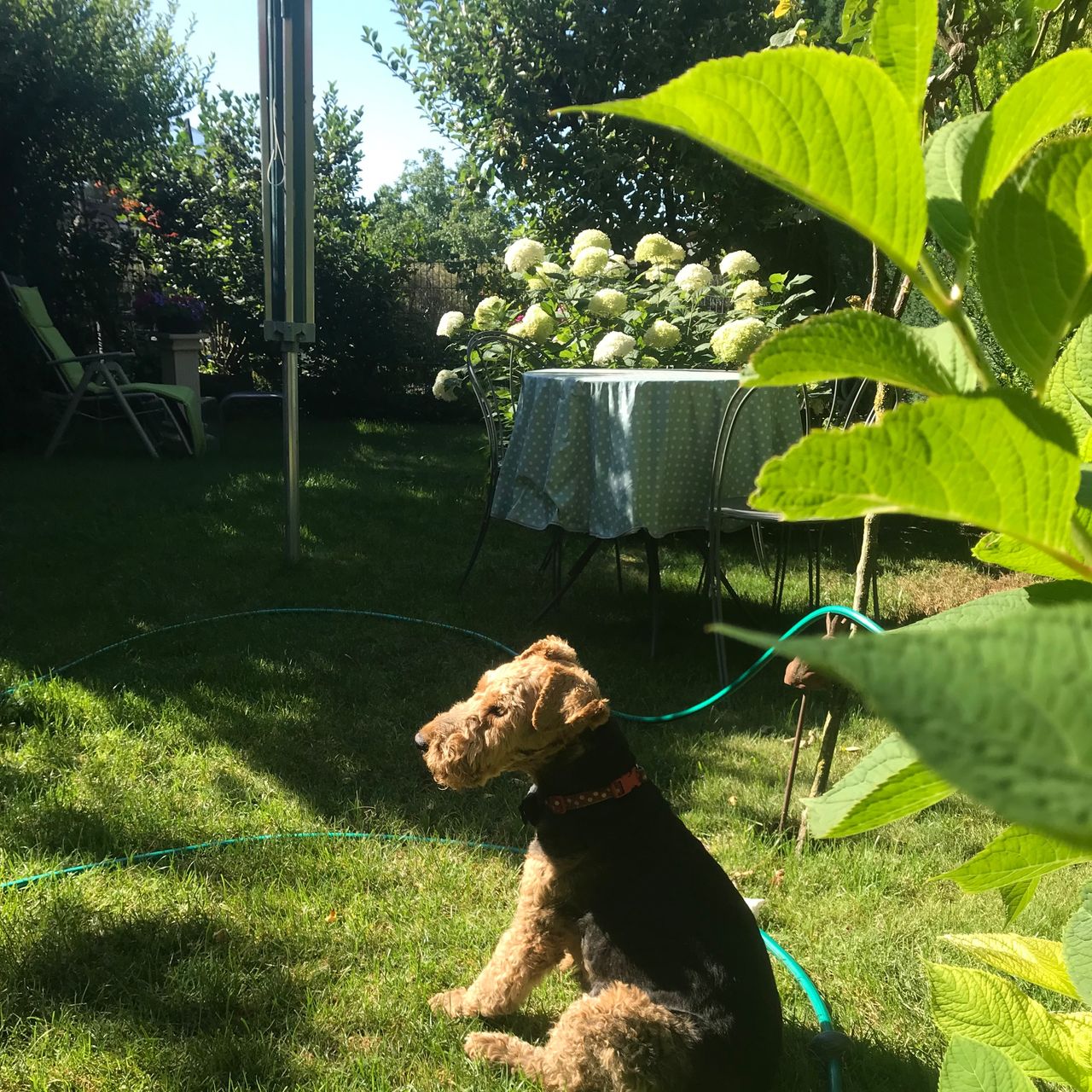 Soutěžní fotografie - Micky,  Welsh terier