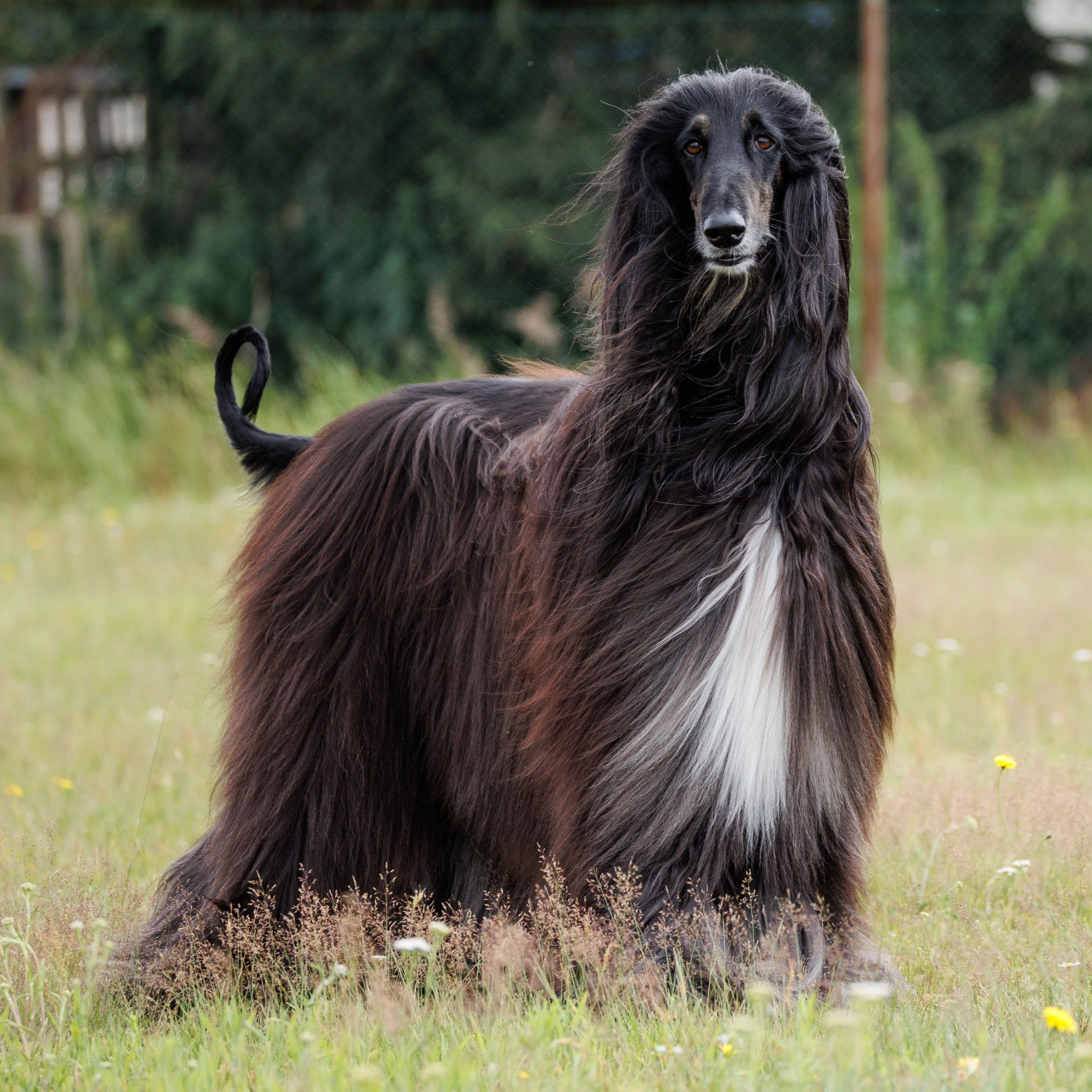 Soutěžní fotografie - Aram,  Afgánský chrt