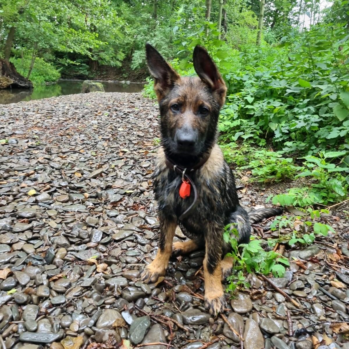 Soutěžní fotografie - Eimy,  Německý ovčák