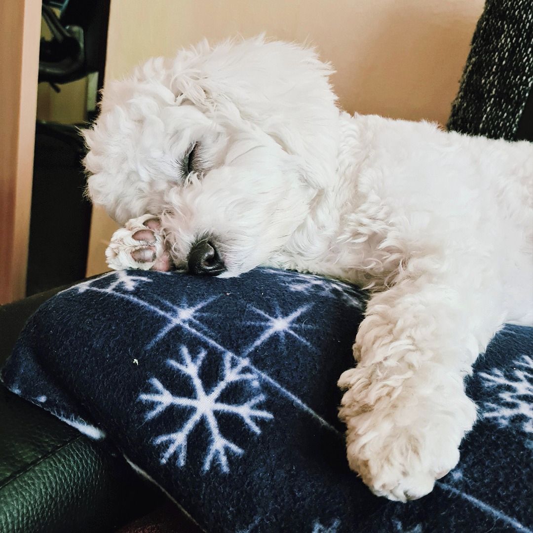 Soutěžní fotografie - Mia,  Bišonek