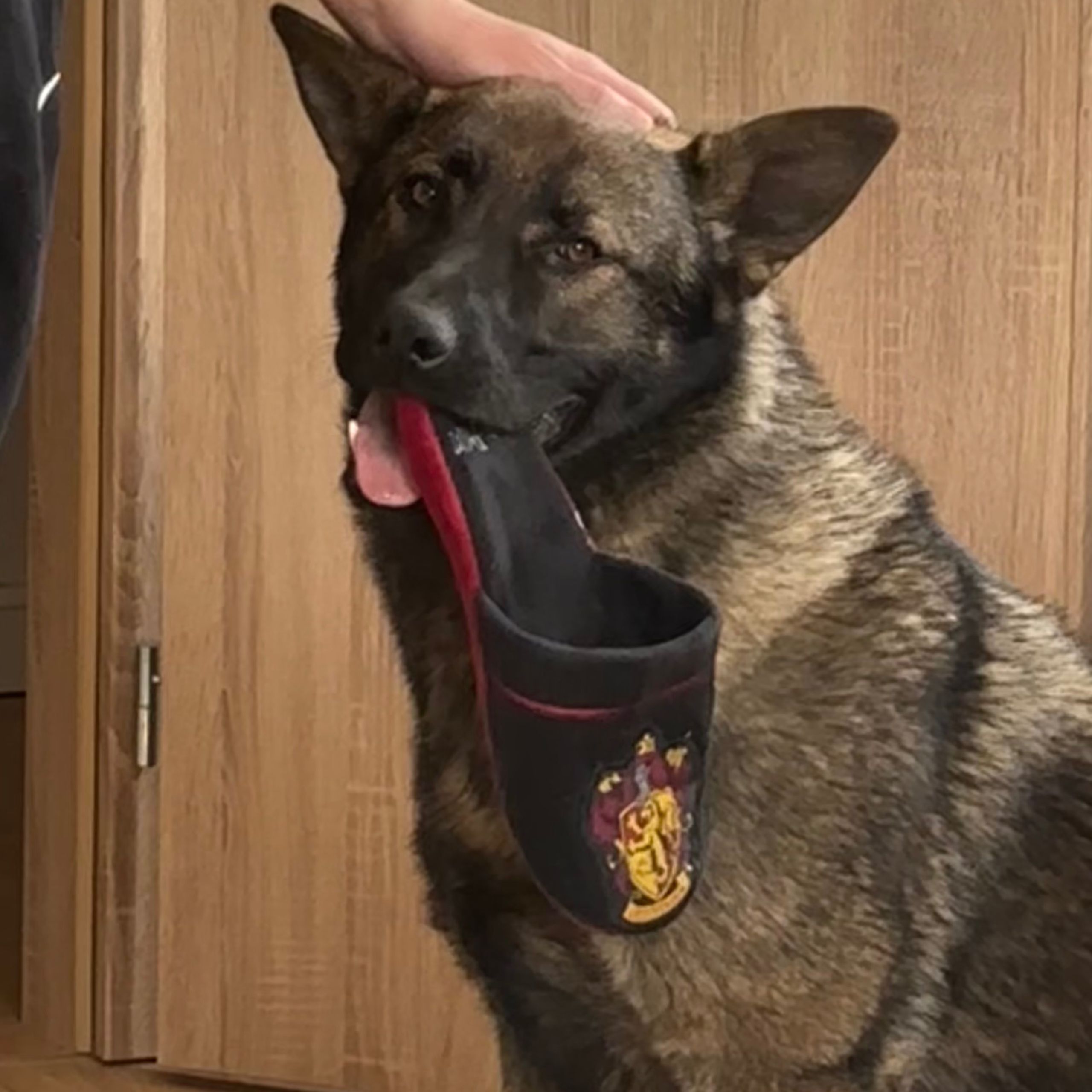 Soutěžní fotografie - Karel,  Německý ovčák