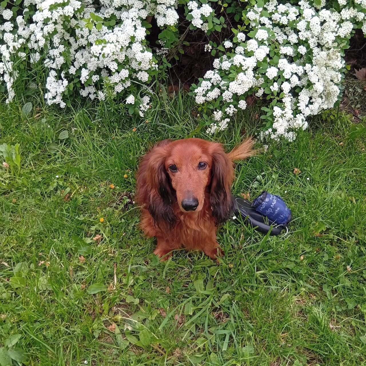 Soutěžní fotografie - Matýsek,  Jezevčík