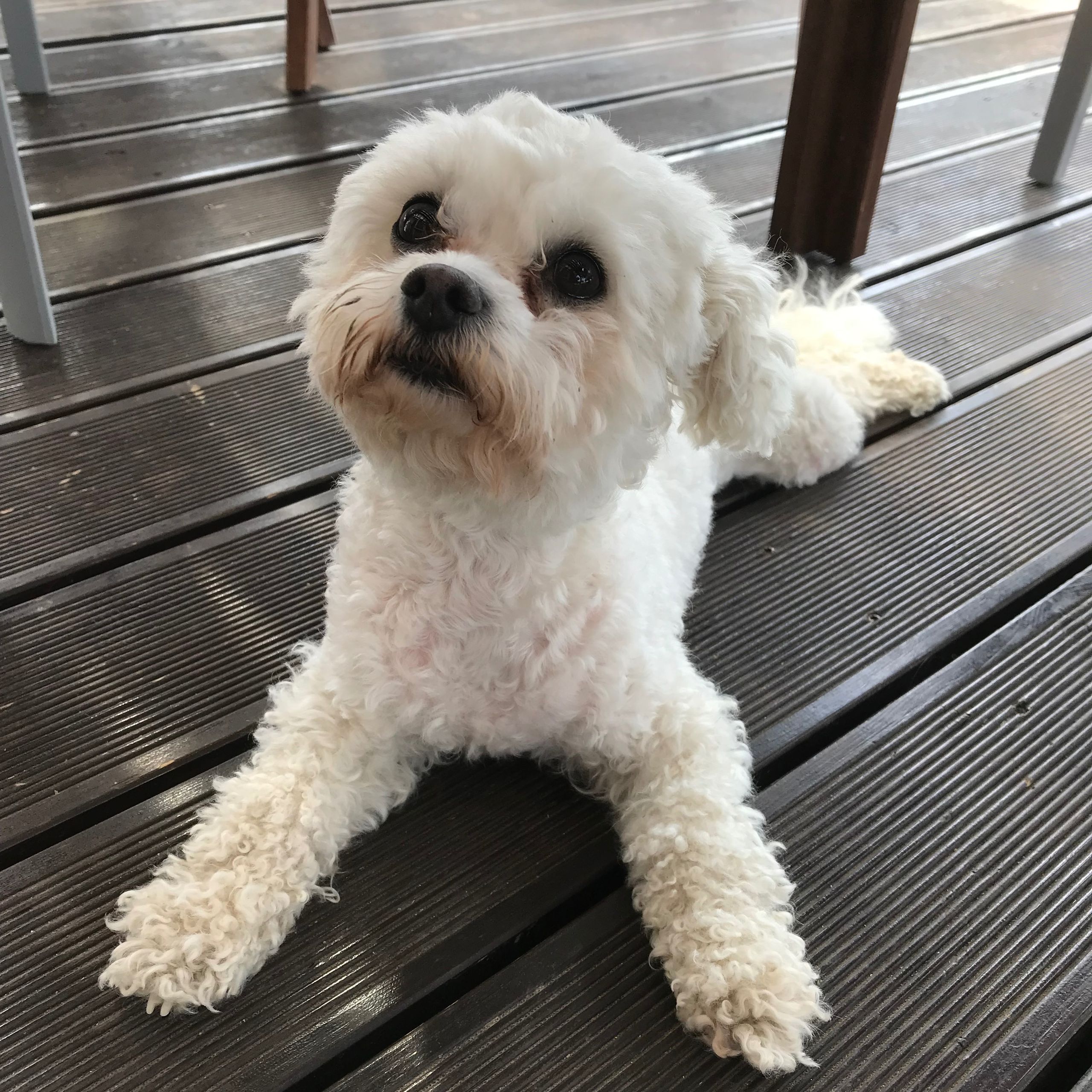 Soutěžní fotografie - Mája,  Bišonek