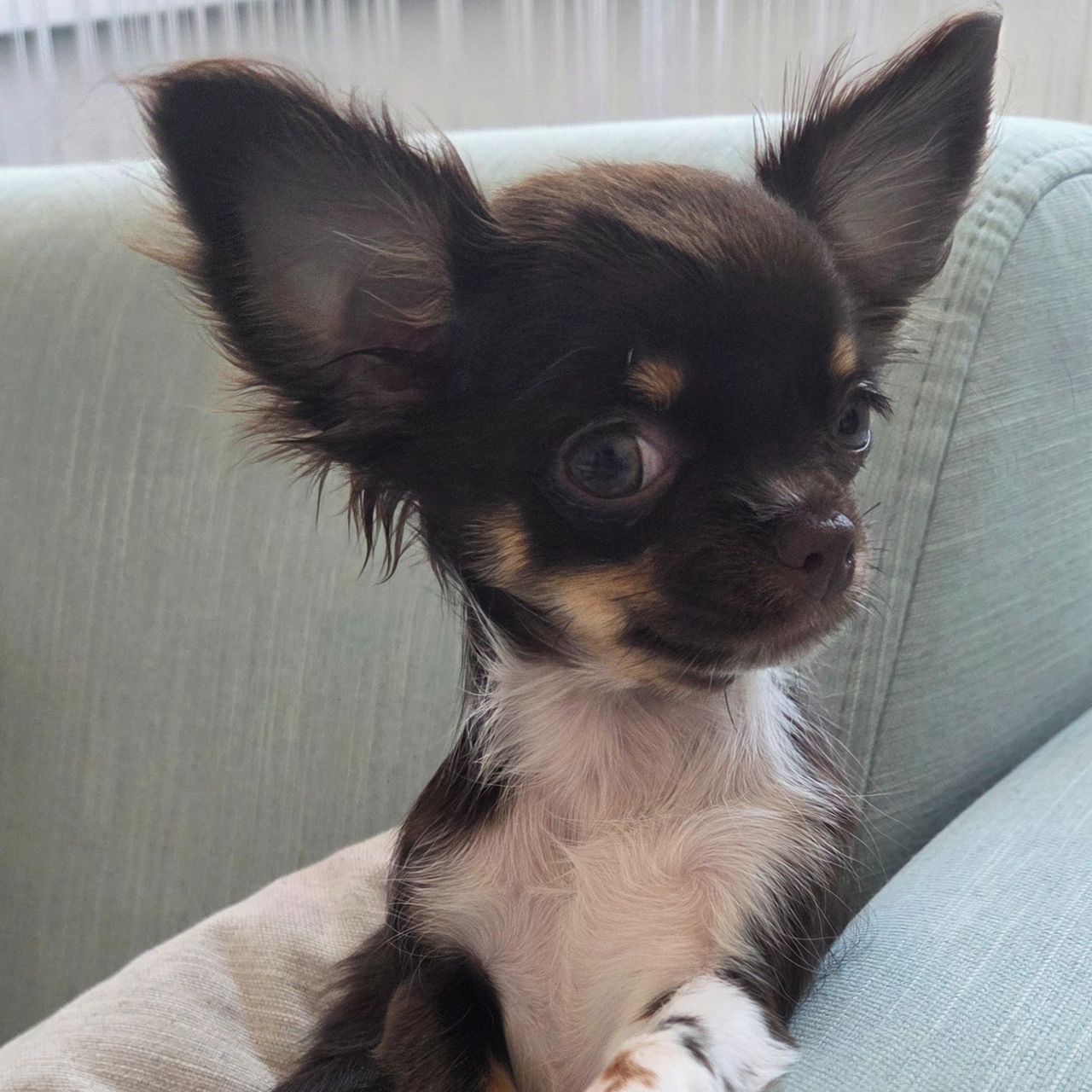 Soutěžní fotografie - Sali,  Čivava