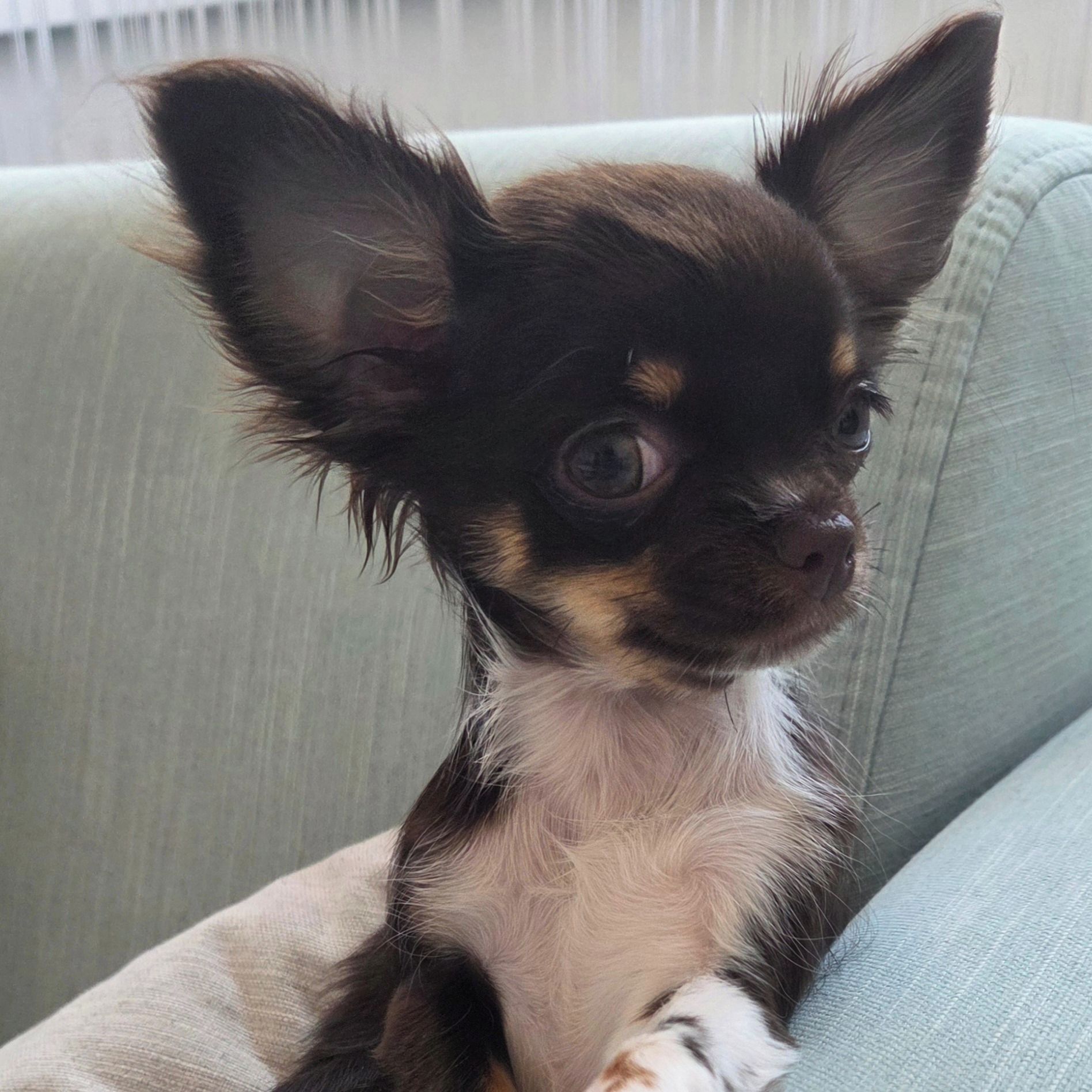 Soutěžní fotografie - Sali,  Čivava