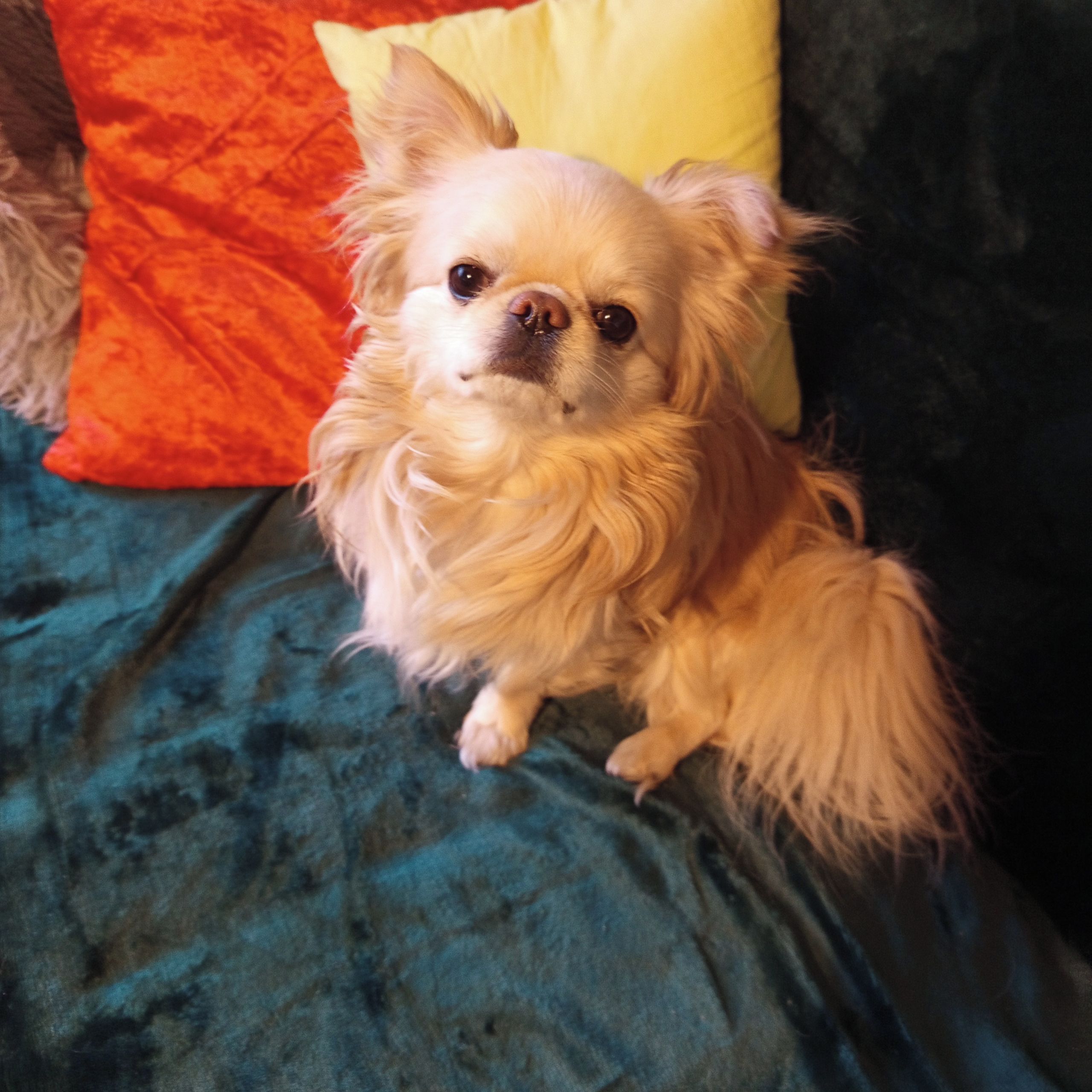 Soutěžní fotografie - Matýsek,  Čivava