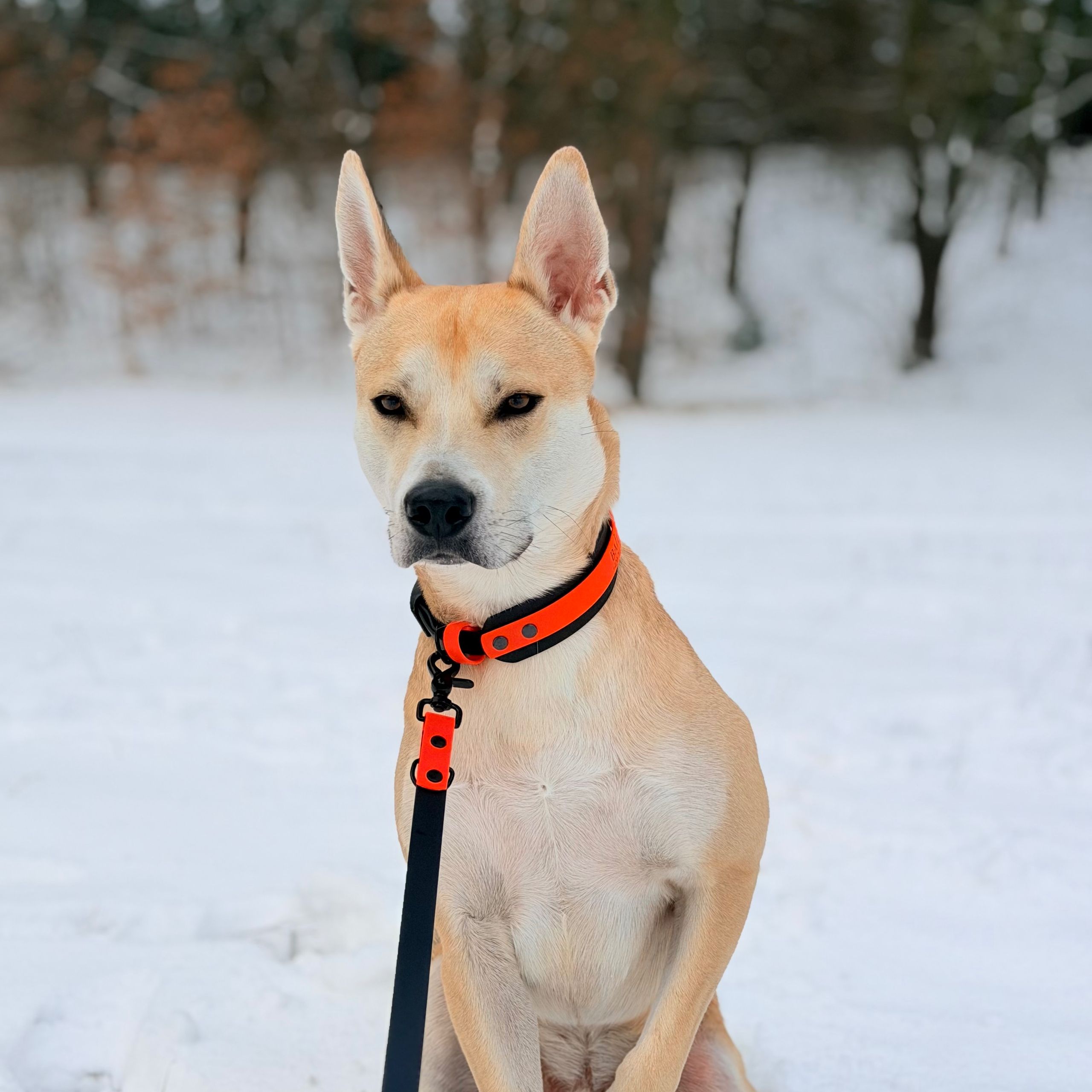 Soutěžní fotografie - Bailey,  Ostatní