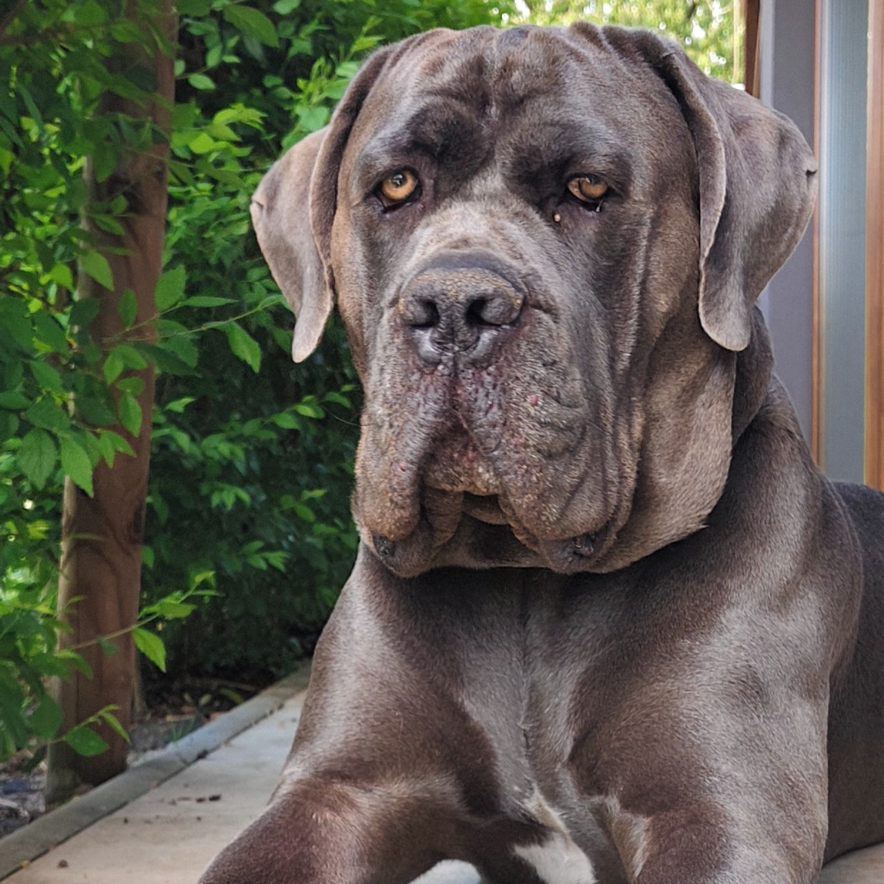 Soutěžní fotografie - Edgar,  Italský corso pes