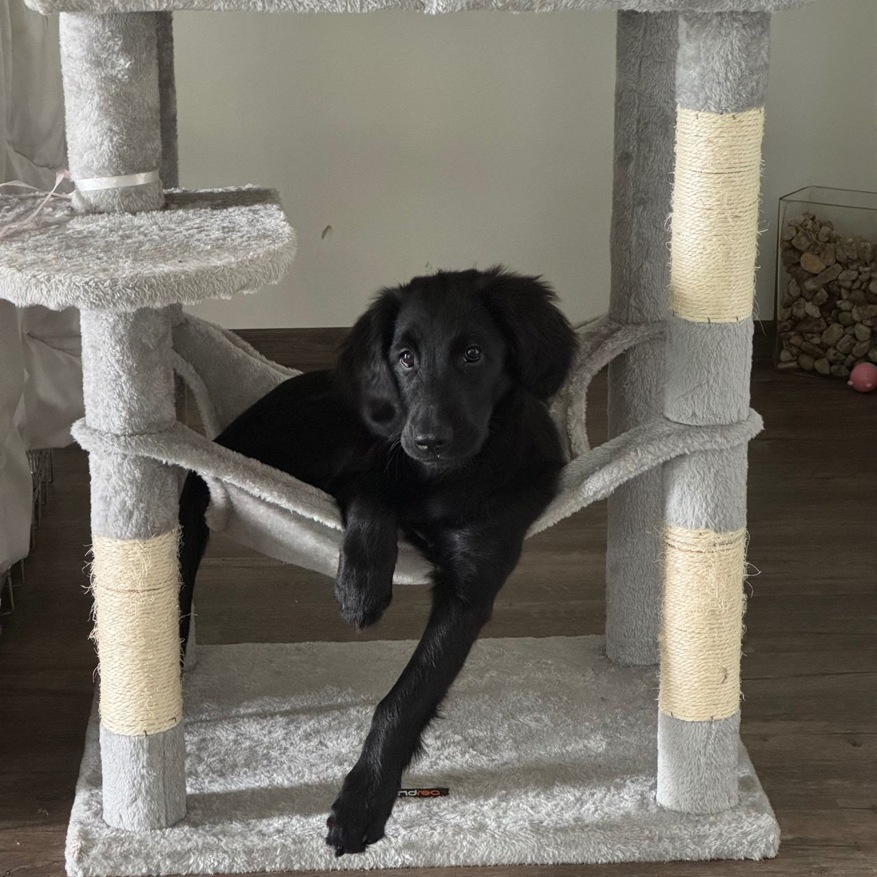 Soutěžní fotografie - Hayley,  Flat Coated Retriever