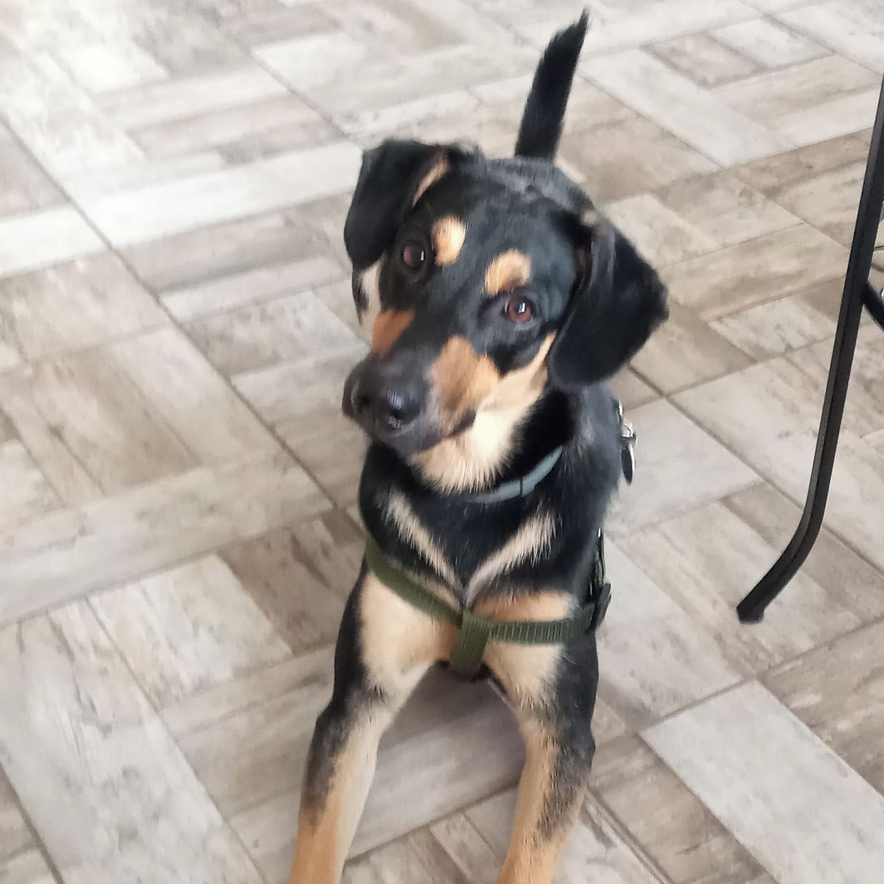 Soutěžní fotografie - Jack,  Ostatní