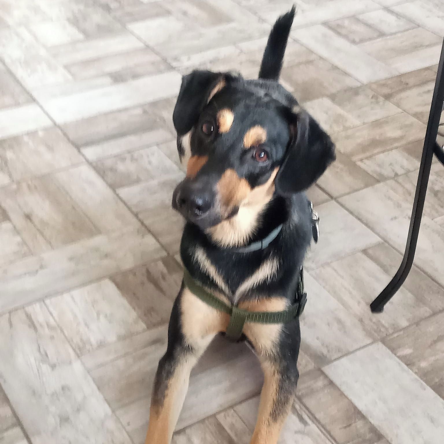 Soutěžní fotografie - Jack,  Ostatní