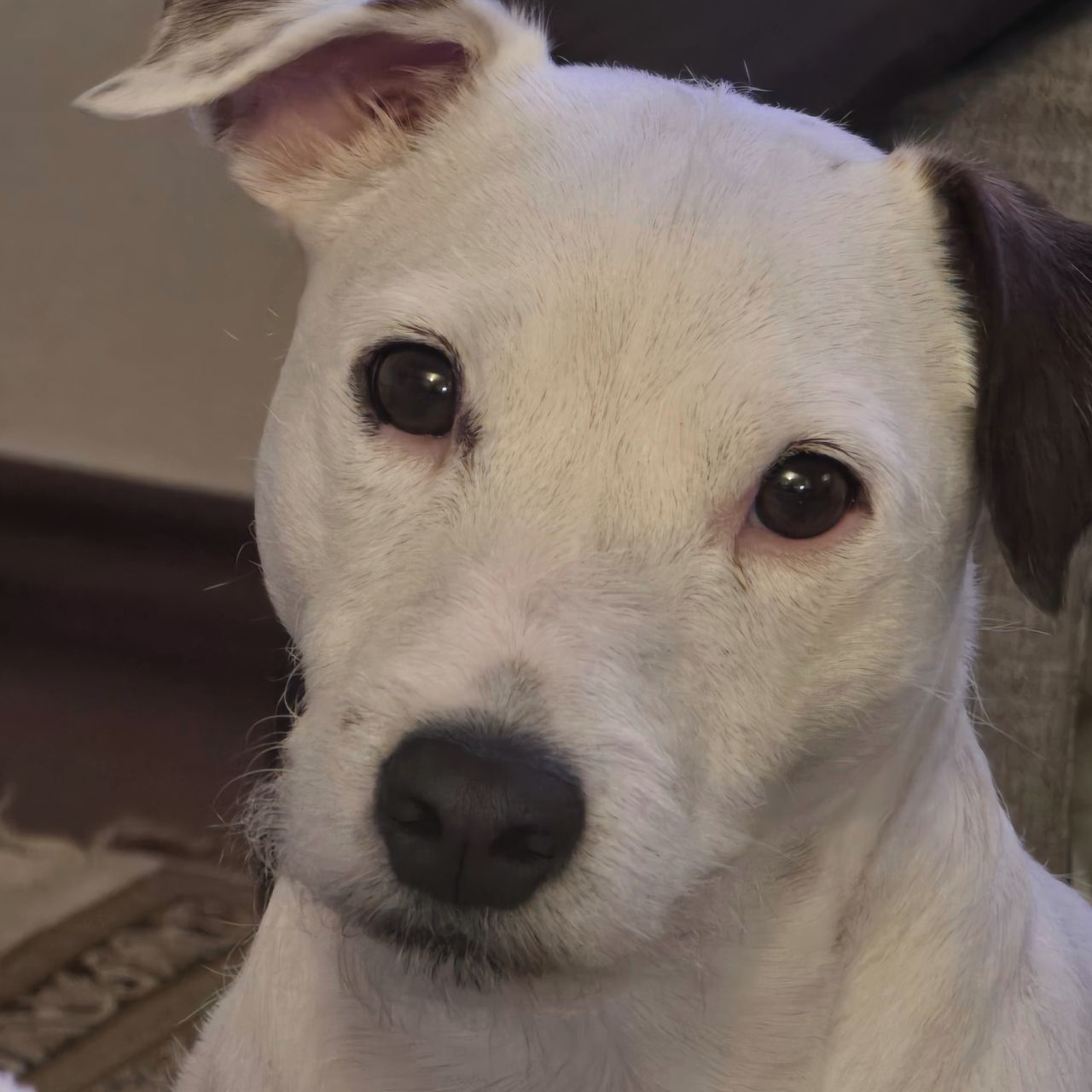 Soutěžní fotografie - YUKI,  Parson Russell Teriér