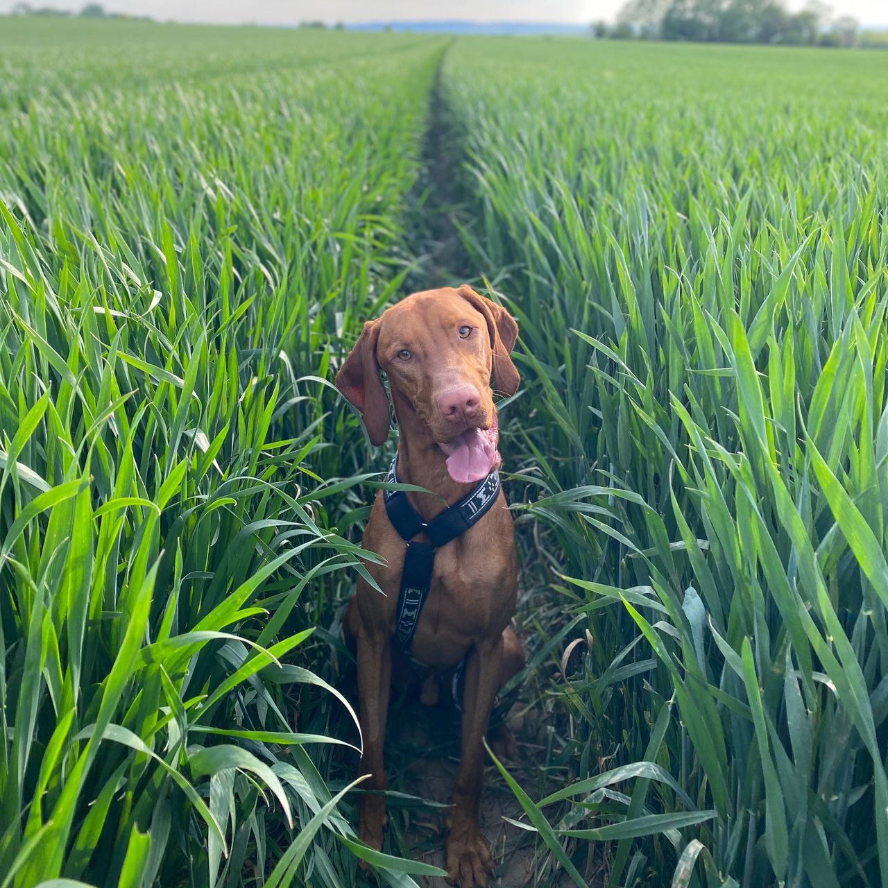 Soutěžní fotografie - Frankie,  Maďarský ohař krátkosrstý