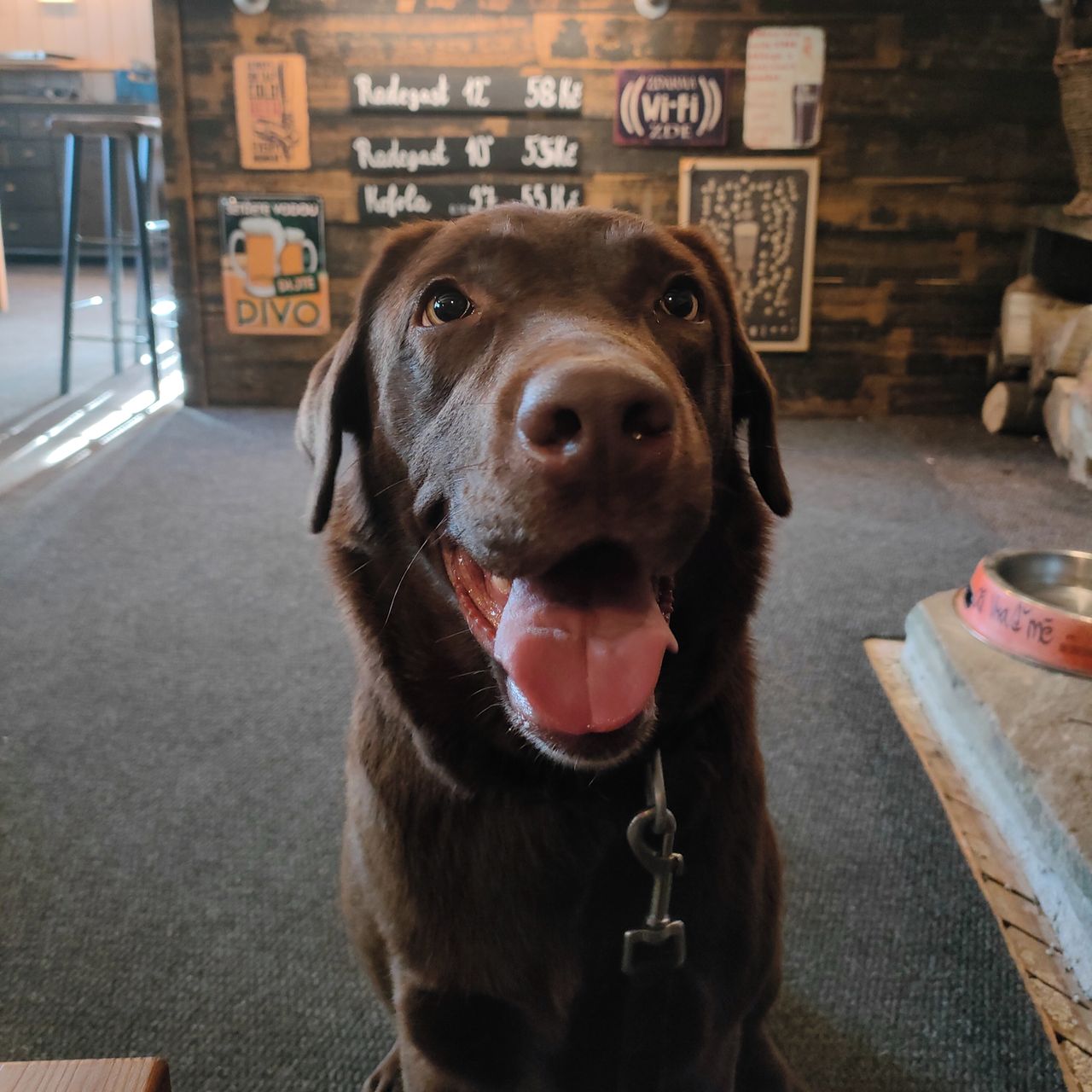 Soutěžní fotografie - Amy,  Labradorský retriever