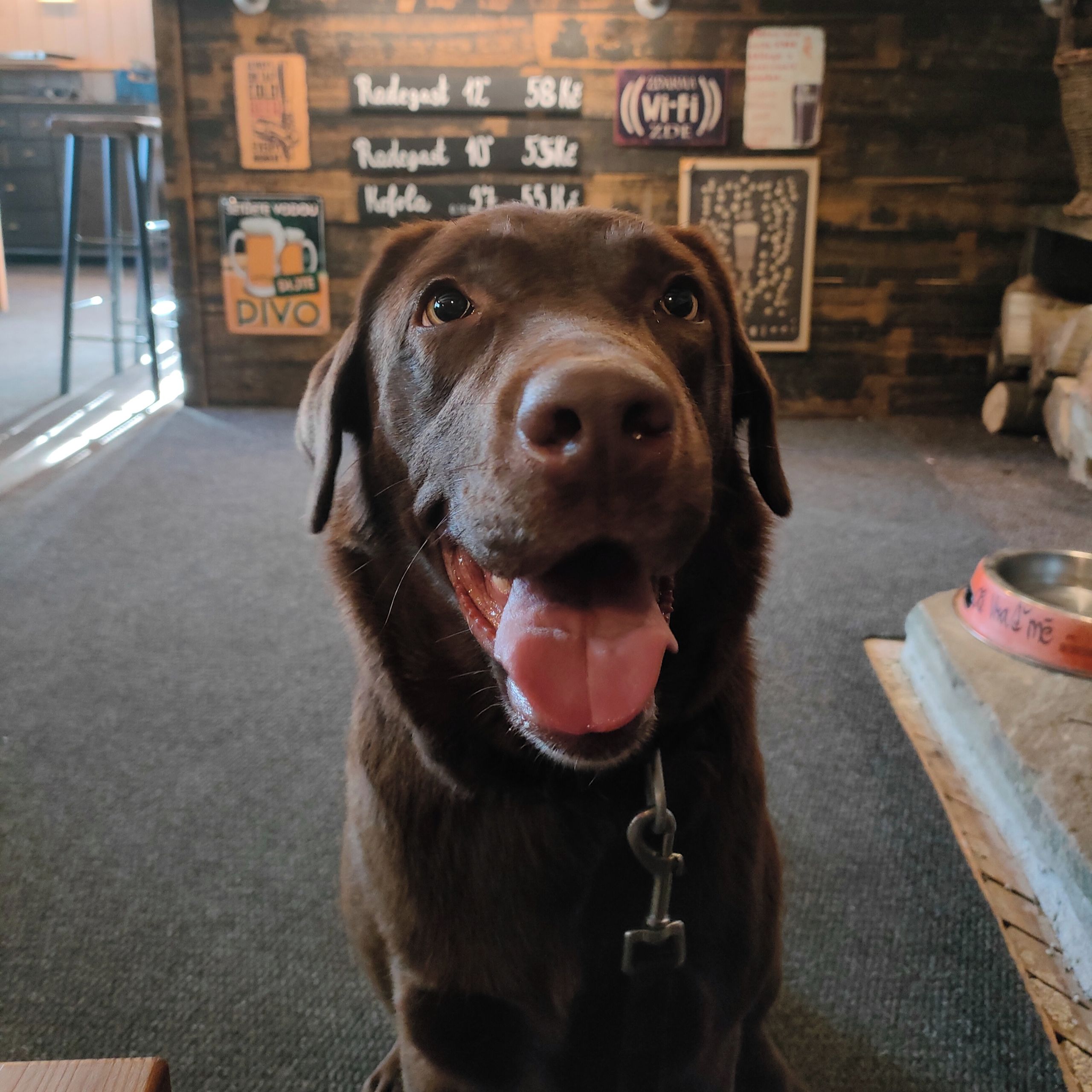Soutěžní fotografie - Amy,  Labradorský retriever