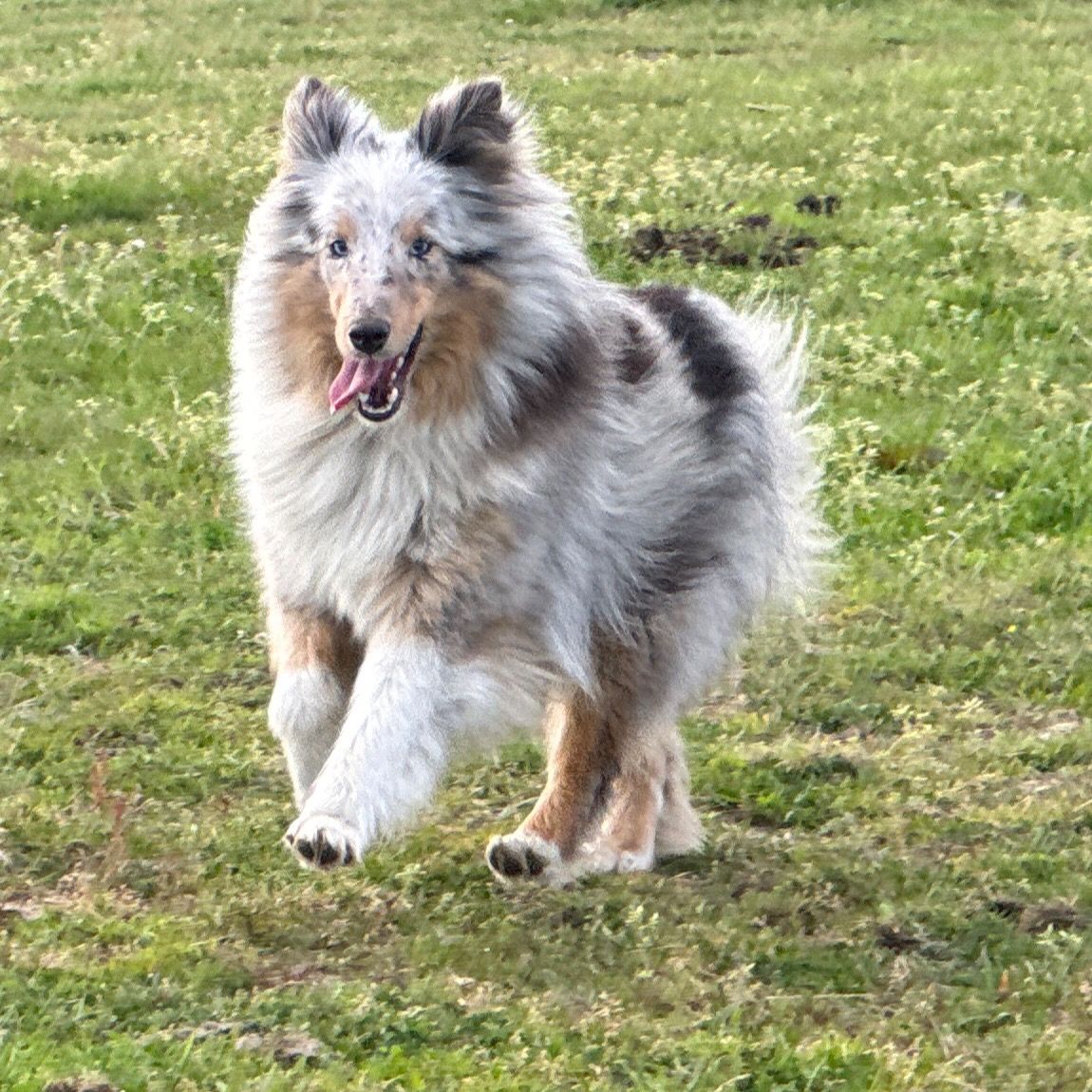 Soutěžní fotografie - Lunicka,  Sheltie