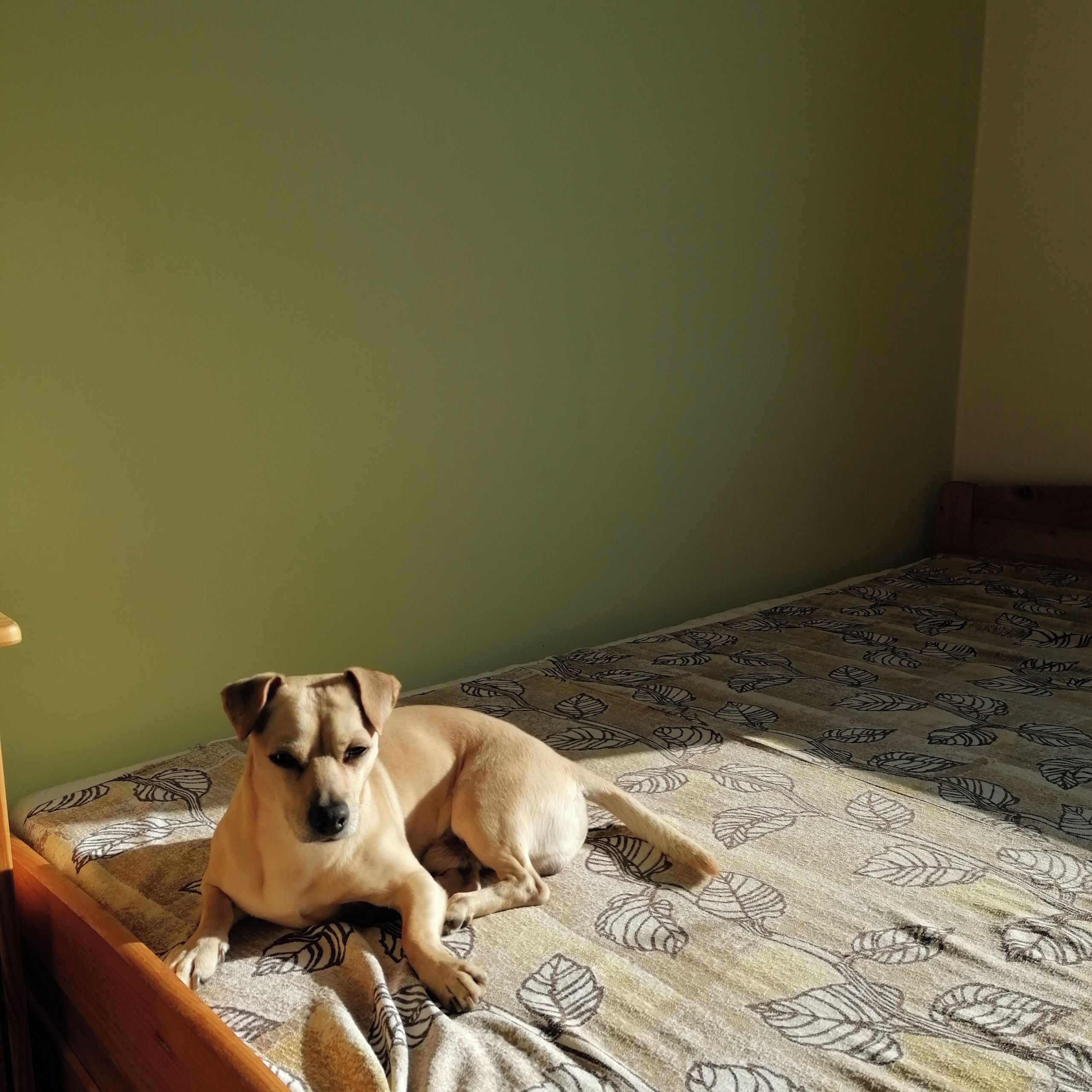 Soutěžní fotografie - Oskar,  Jack Russell Teriér