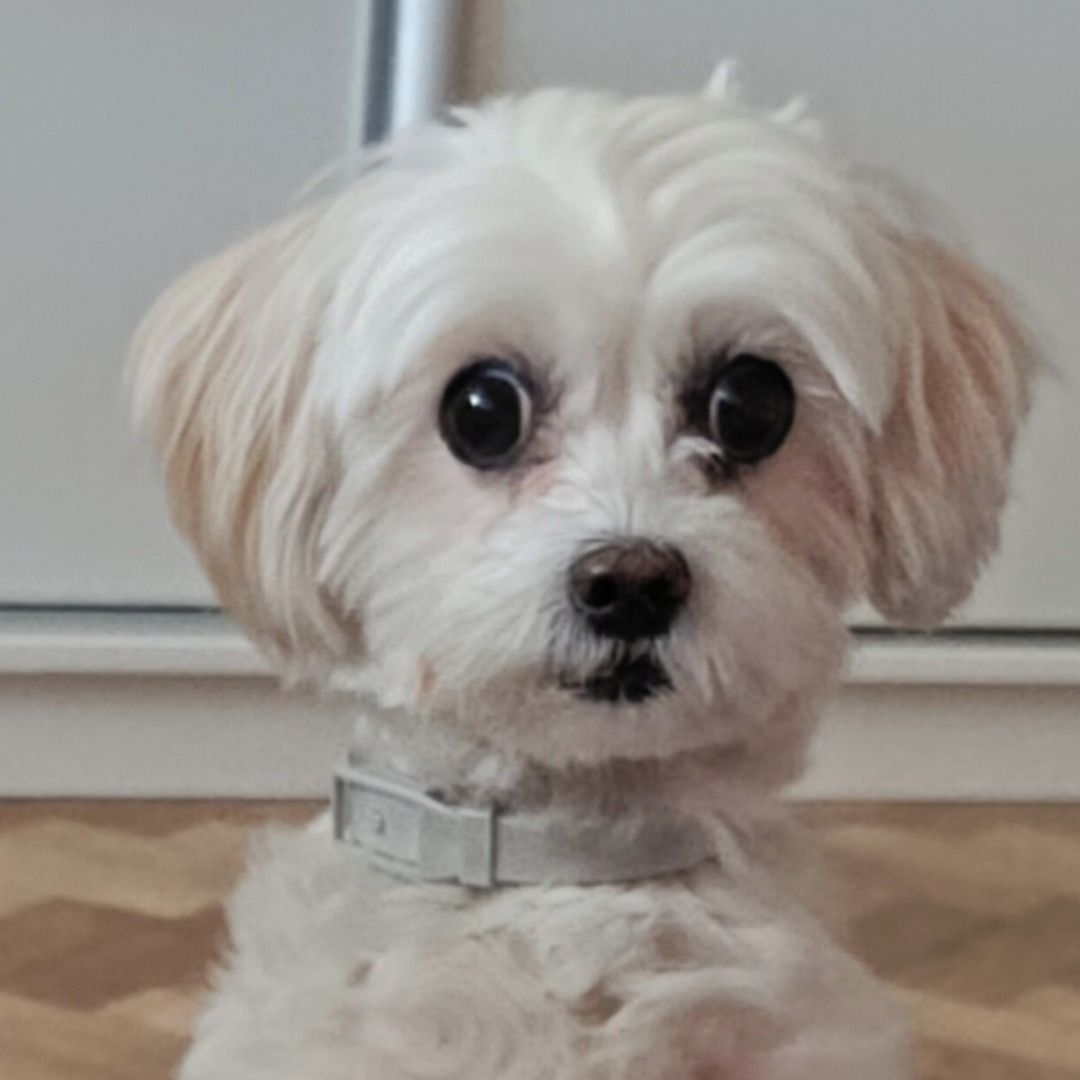 Soutěžní fotografie - Enny,  Maltézský psík