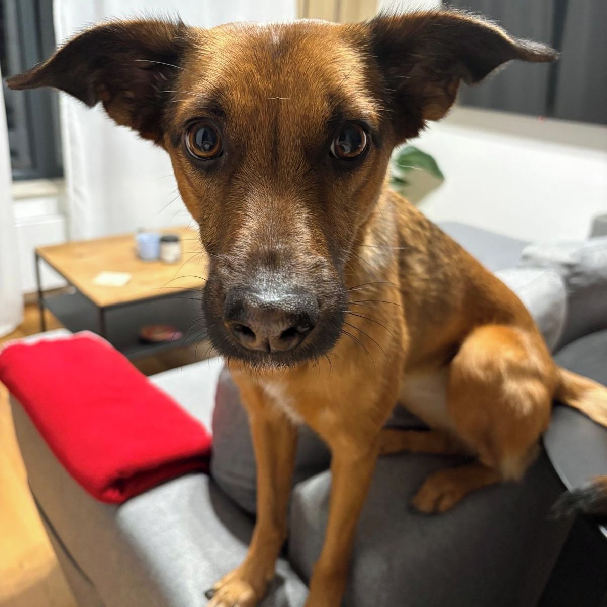 Soutěžní fotografie - Rosie,  Ostatní