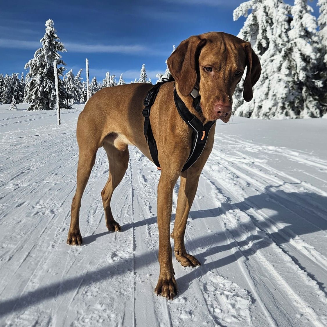 Soutěžní fotografie - Wick,  Maďarský ohař krátkosrstý