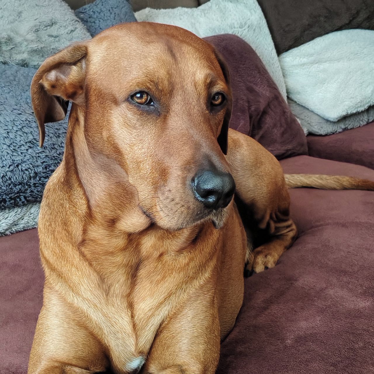 Soutěžní fotografie - Benýsek,  Rhodéský ridgeback