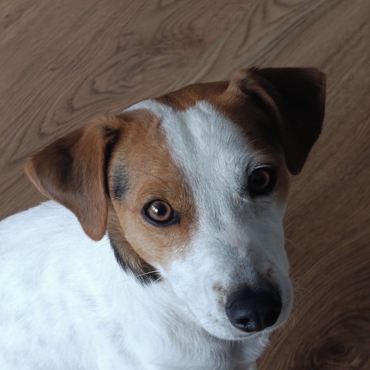 Soutěžní fotografie - Dagg,  Dánsko-švédský farmářský pes