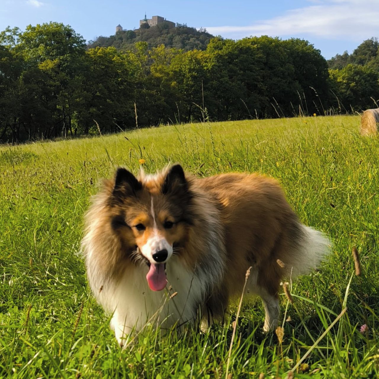 Soutěžní fotografie - Sonik,  Sheltie