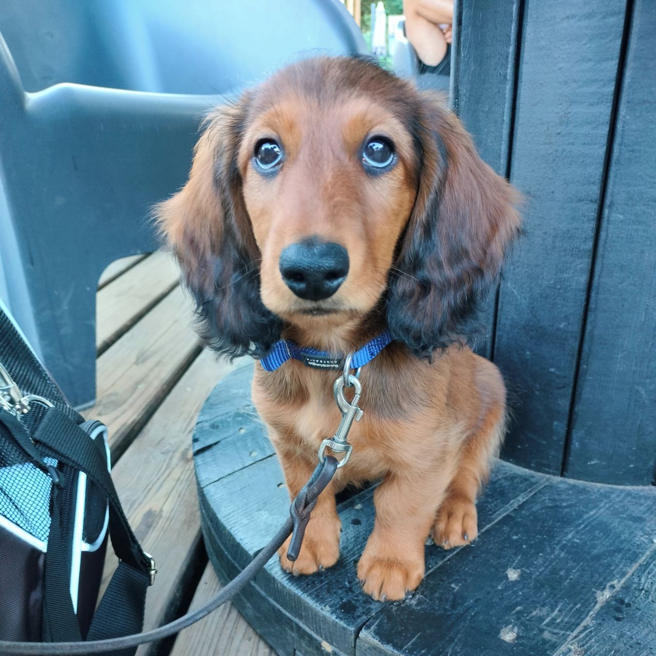 Soutěžní fotografie - Andy,  Jezevčík