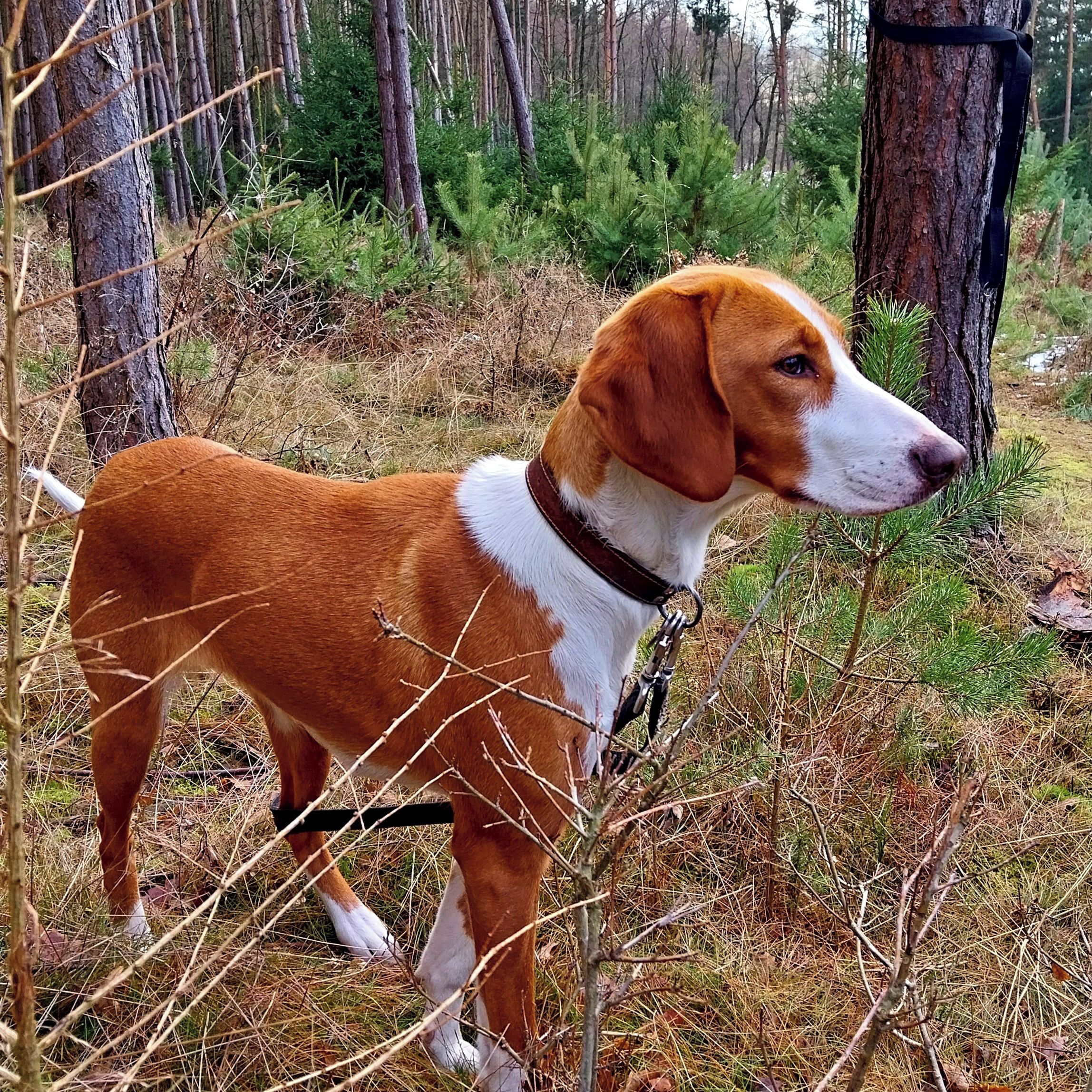 Soutěžní fotografie - Bessy,  Srbský trikolorní honič