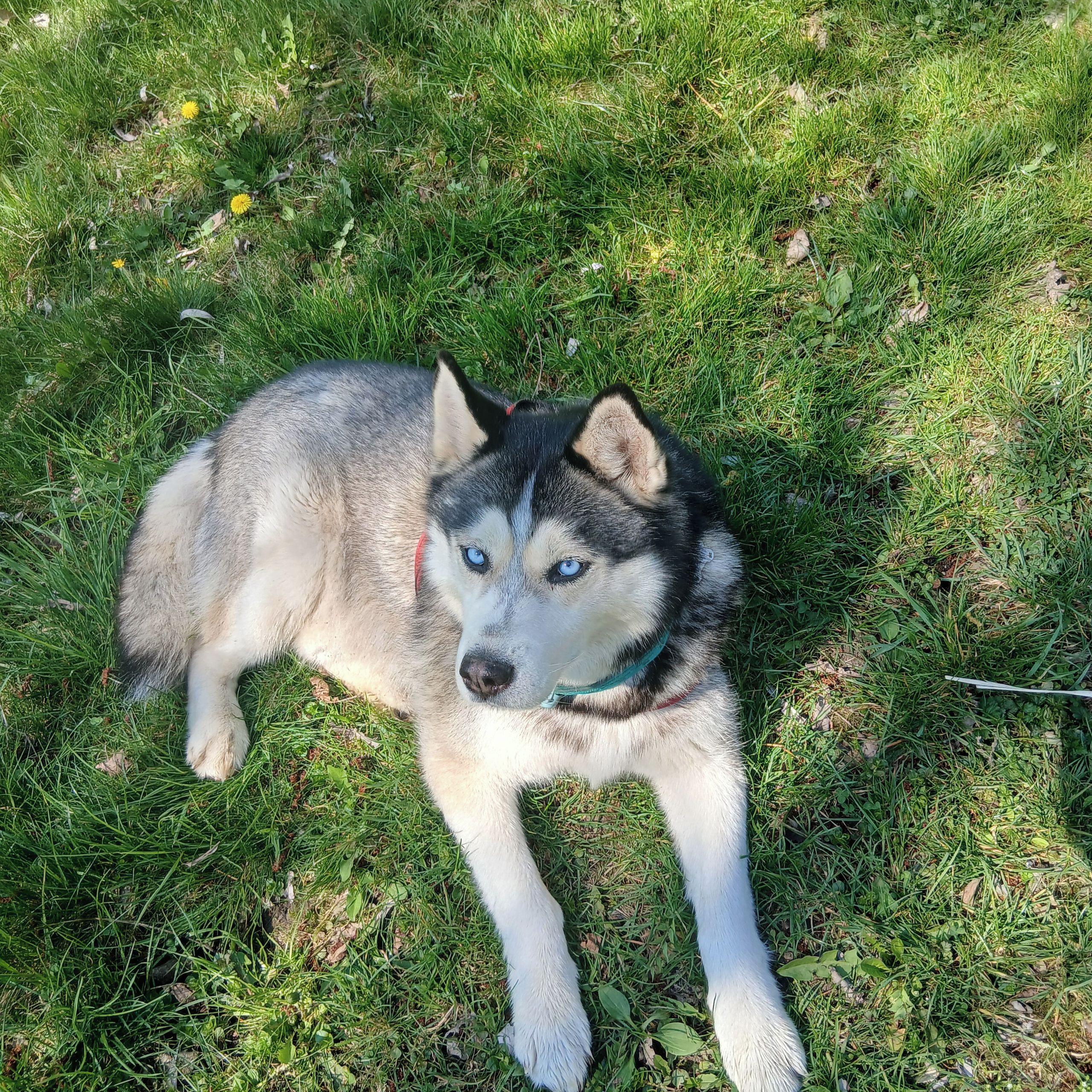 Soutěžní fotografie - Hači,  Ostatní