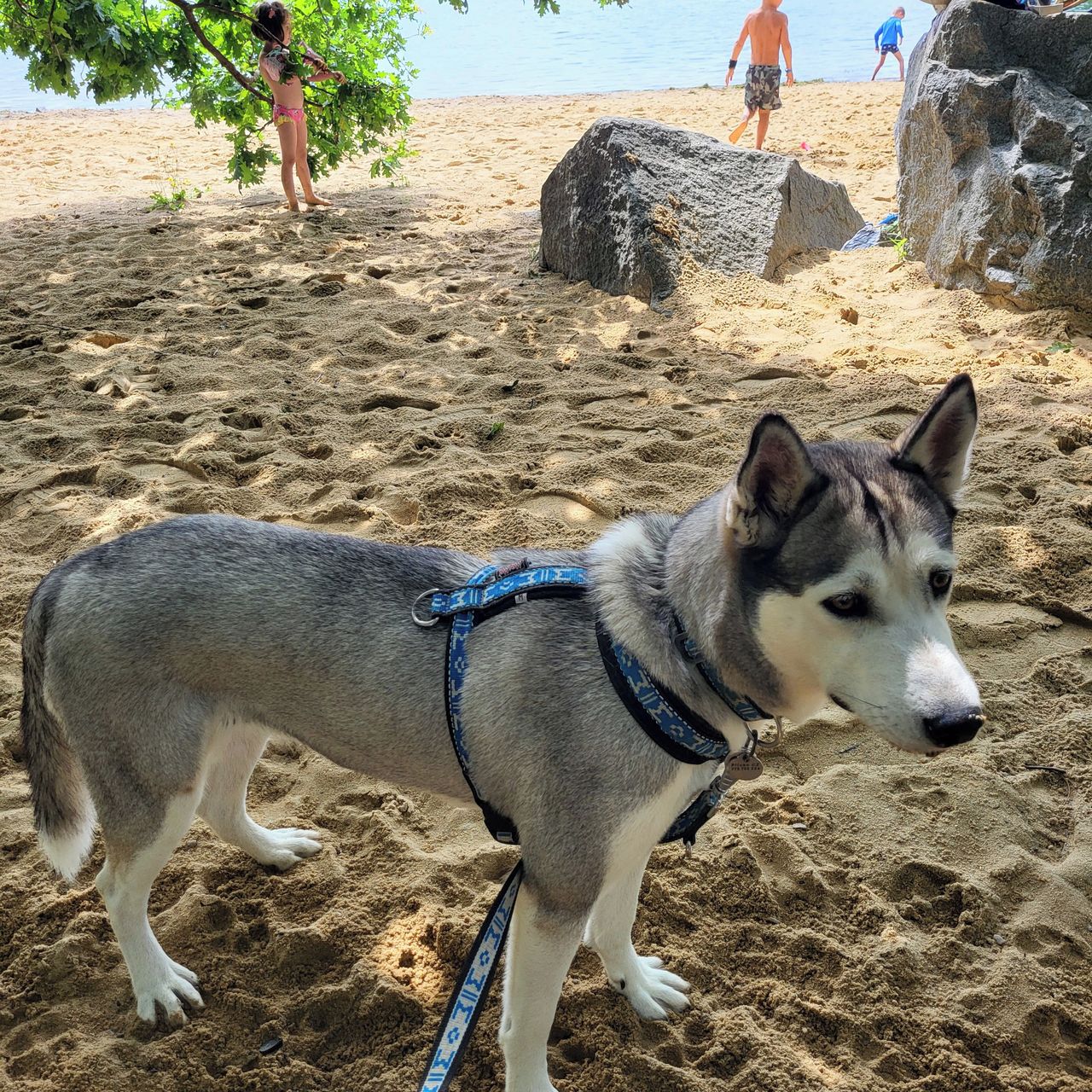 Soutěžní fotografie - Luna,  Sibiřský husky