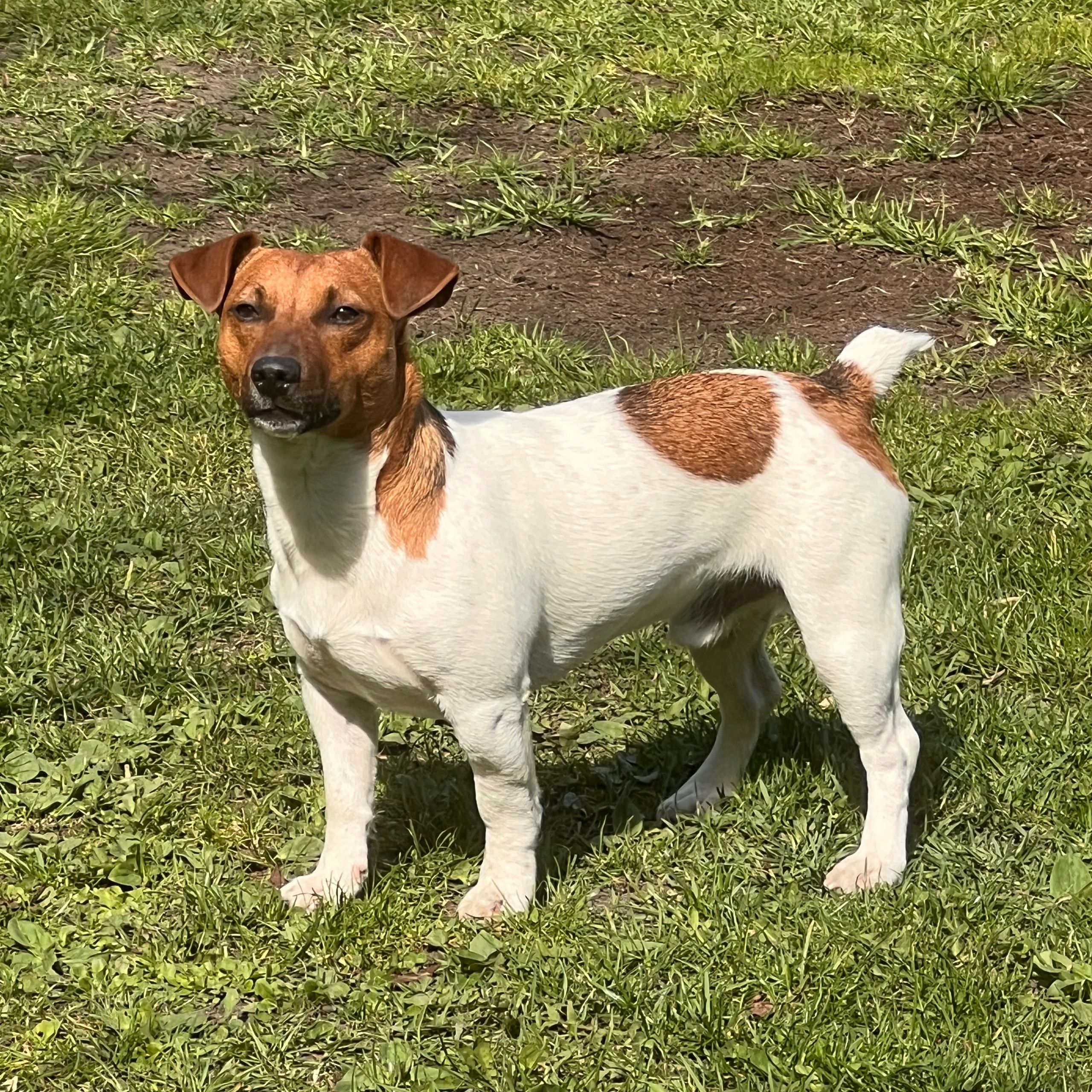 Soutěžní fotografie - Ferda,  Jack Russell Teriér
