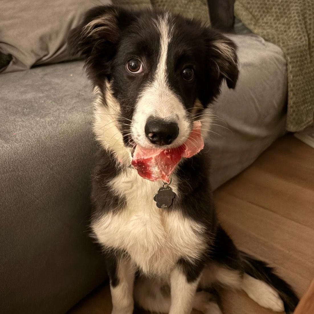 Soutěžní fotografie - Jana Koudelková,  Kolie dlouhosrstá