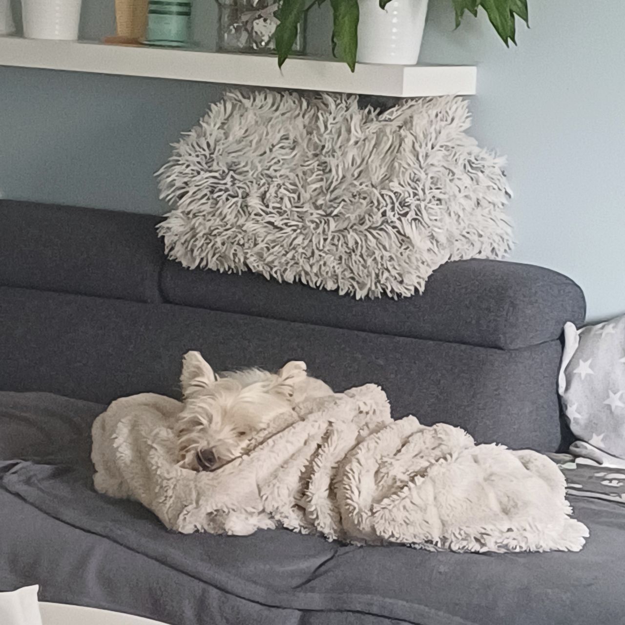 Soutěžní fotografie - Ironman,  West Highland White Terrier