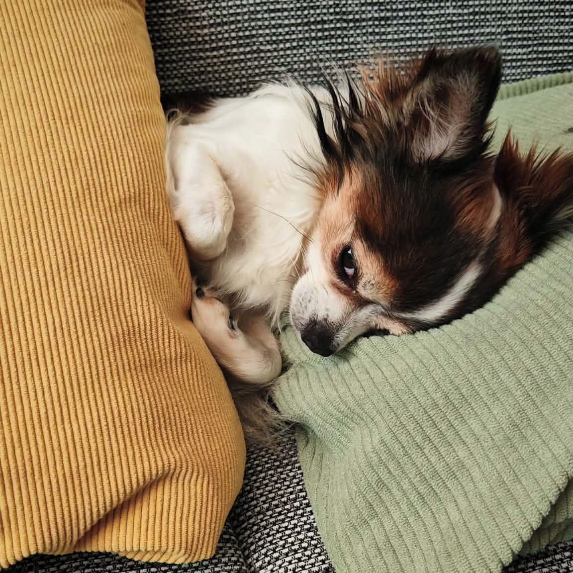 Soutěžní fotografie - Jerry,  Čivava