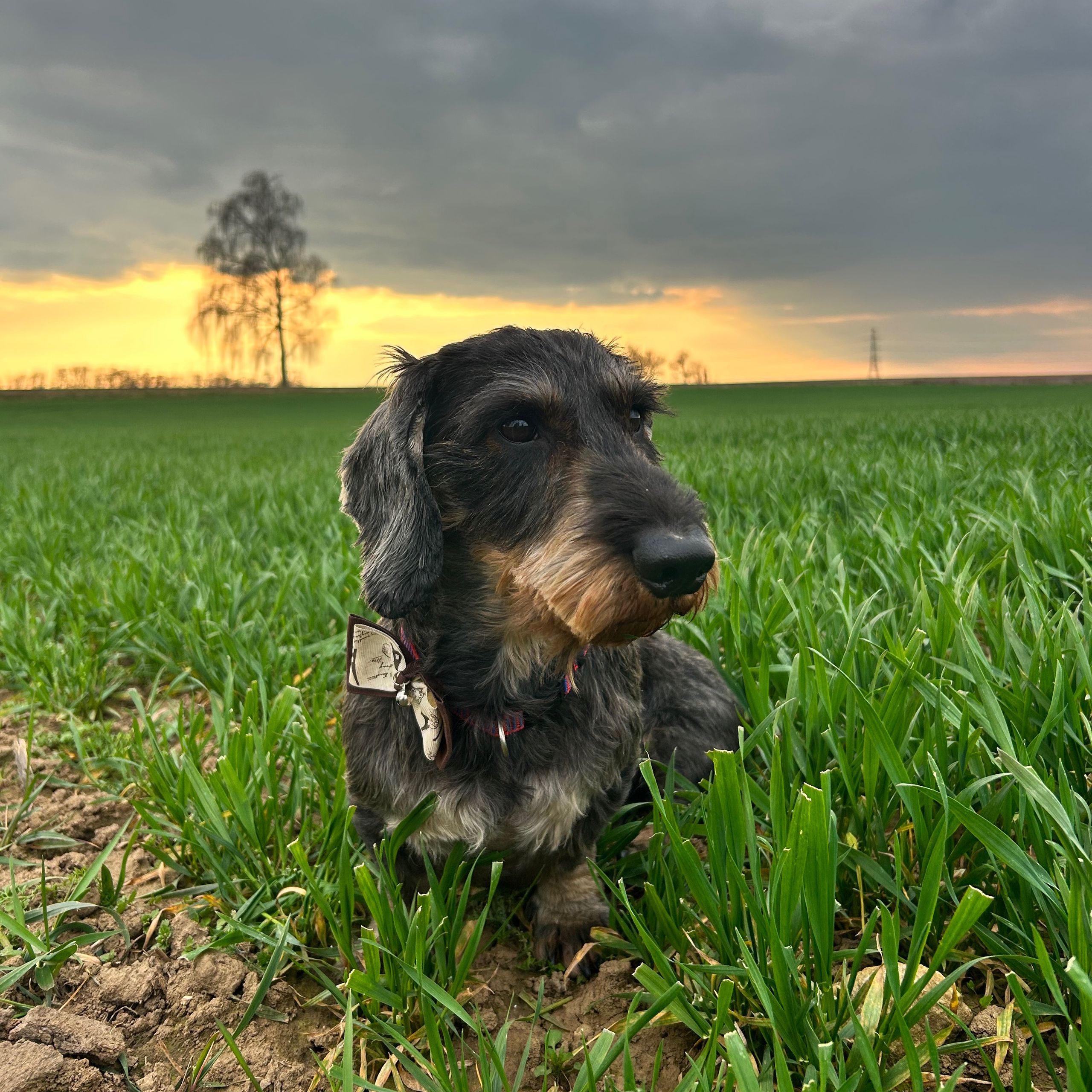 Soutěžní fotografie - Alan,  Jezevčík