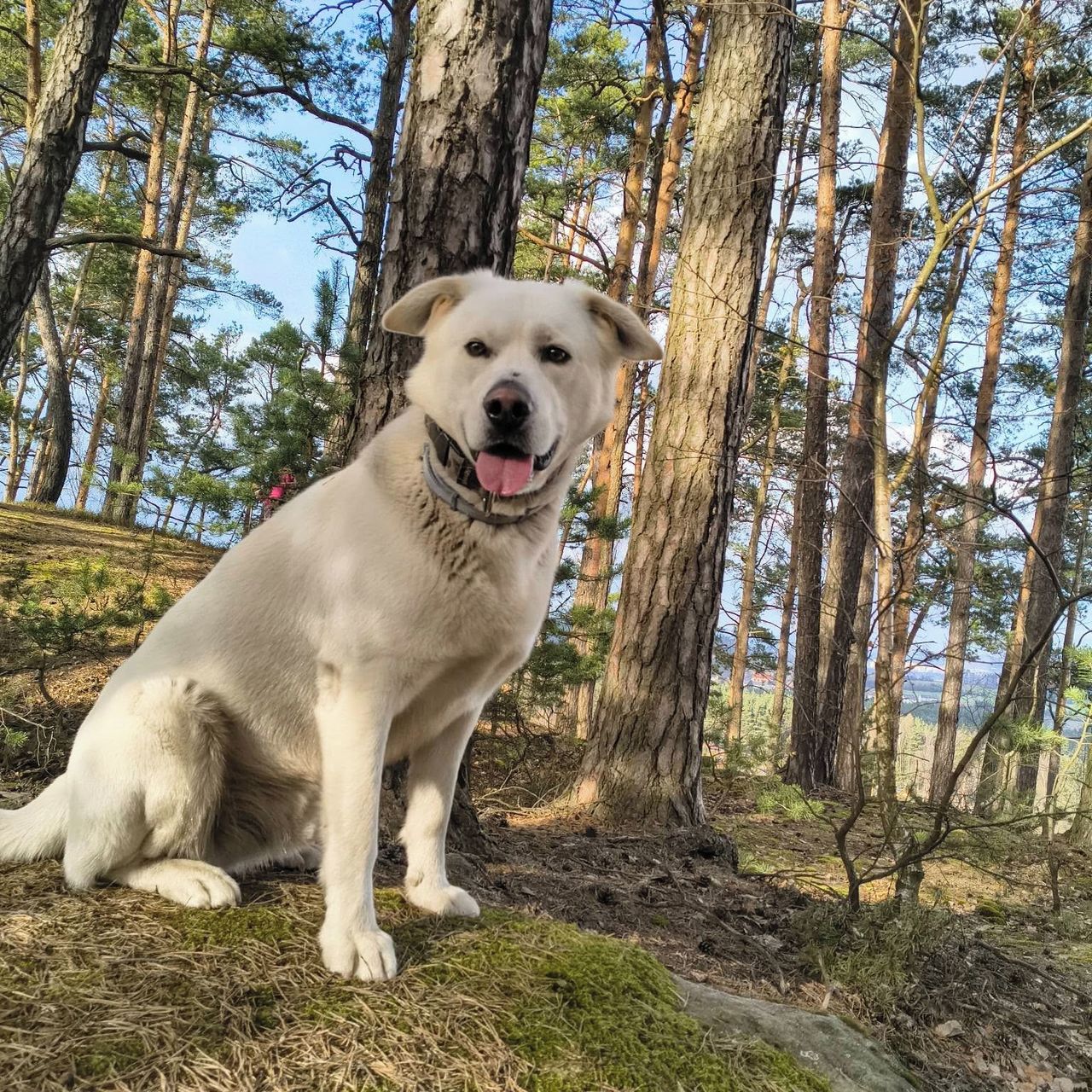 Soutěžní fotografie - Piškotek,  Labradorský retriever