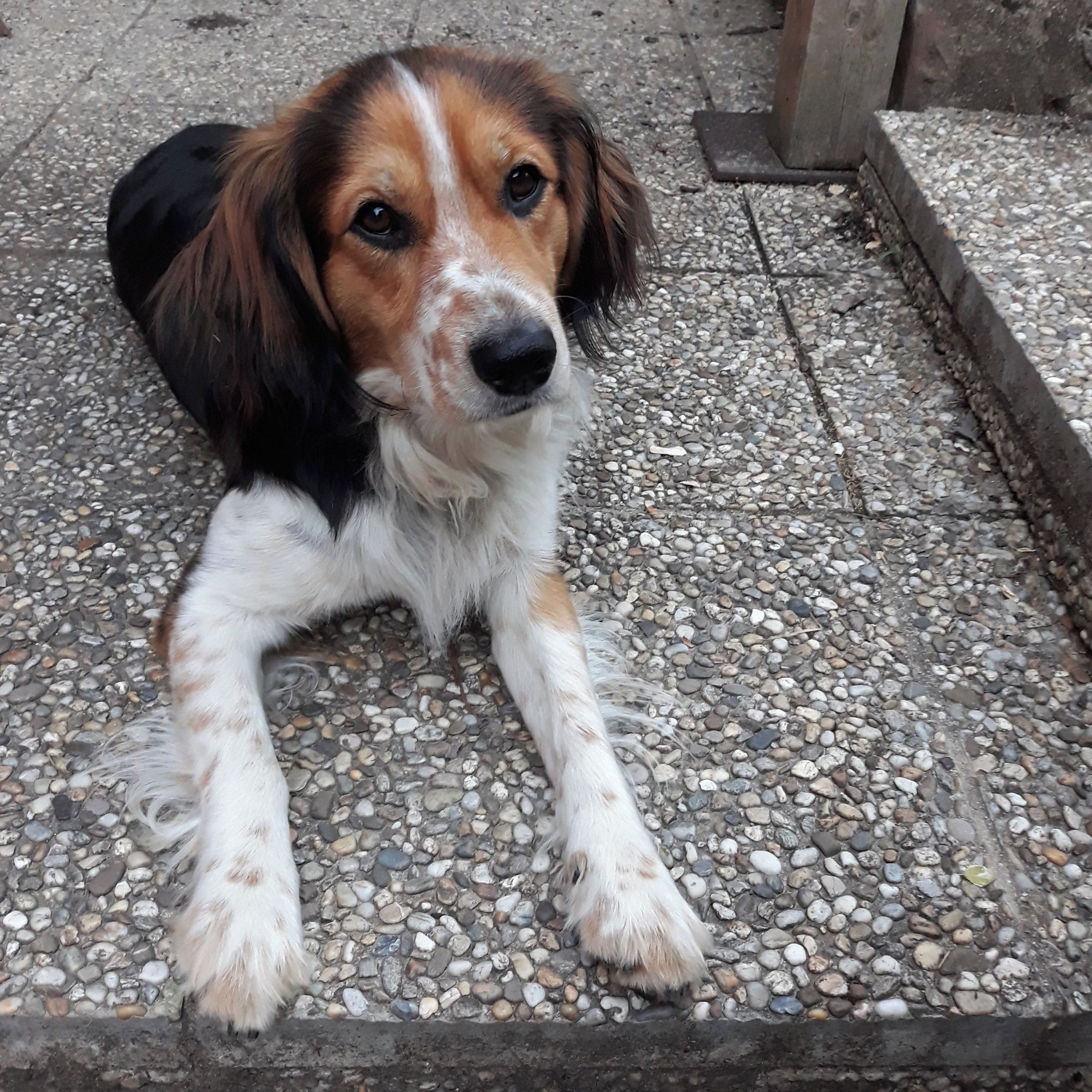 Soutěžní fotografie - Charlie,  Ostatní