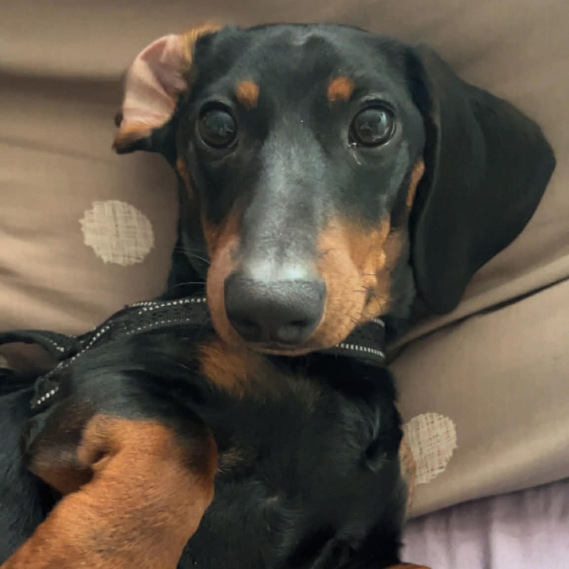 Soutěžní fotografie - Miky,  Jezevčík