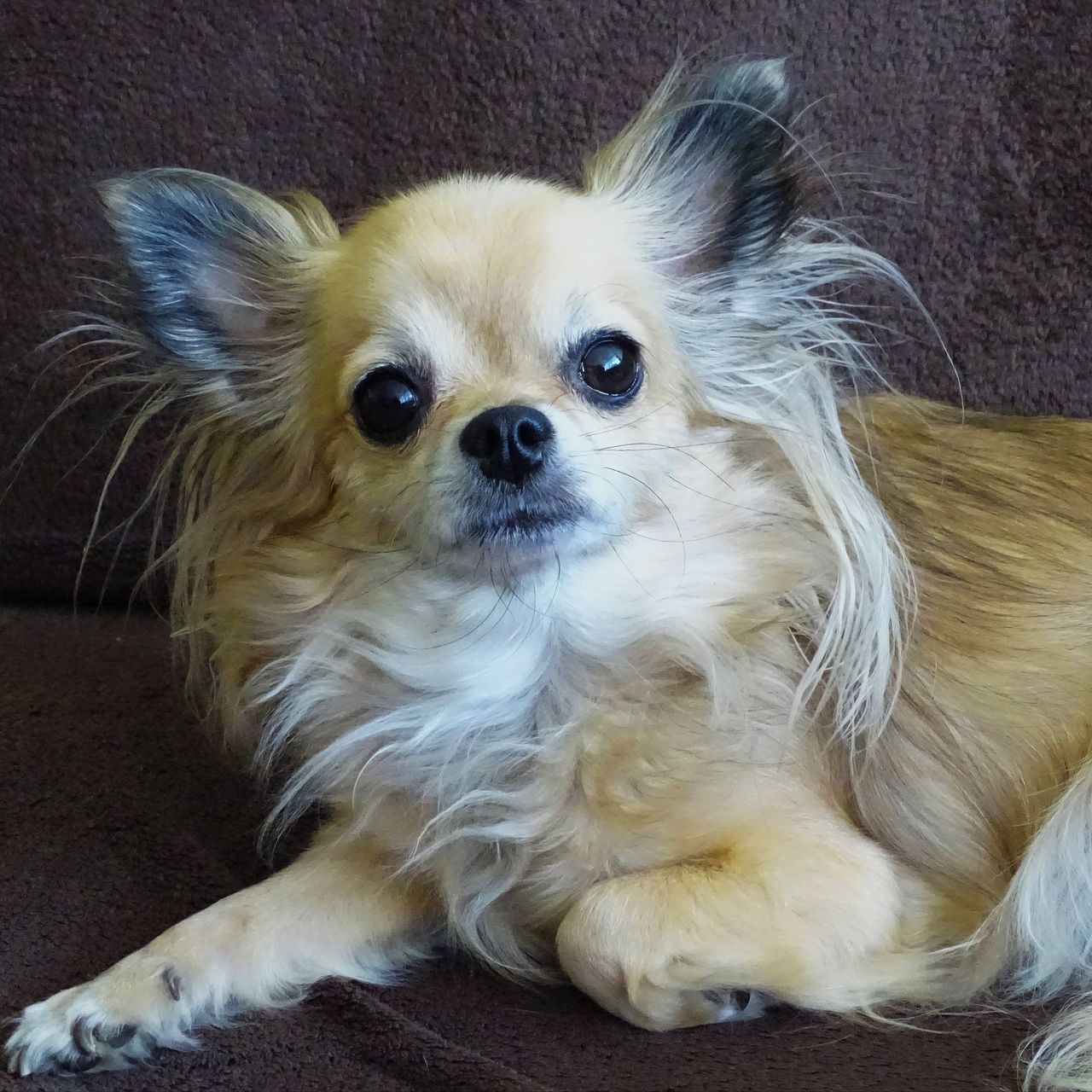 Soutěžní fotografie - Sofinka,  Čivava