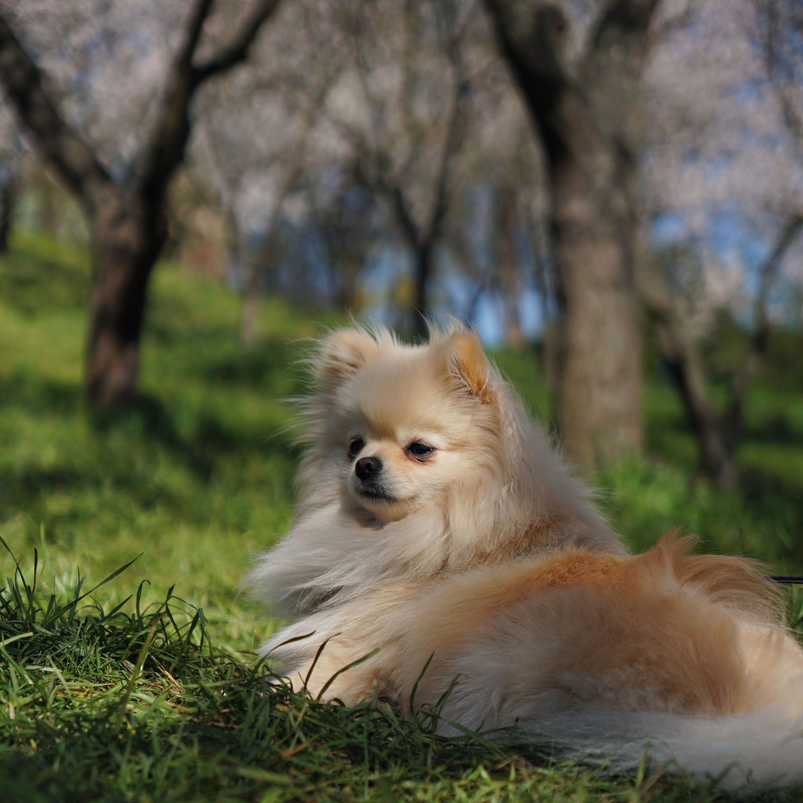 Soutěžní fotografie - Mafalda,  Německý špic trpasličí