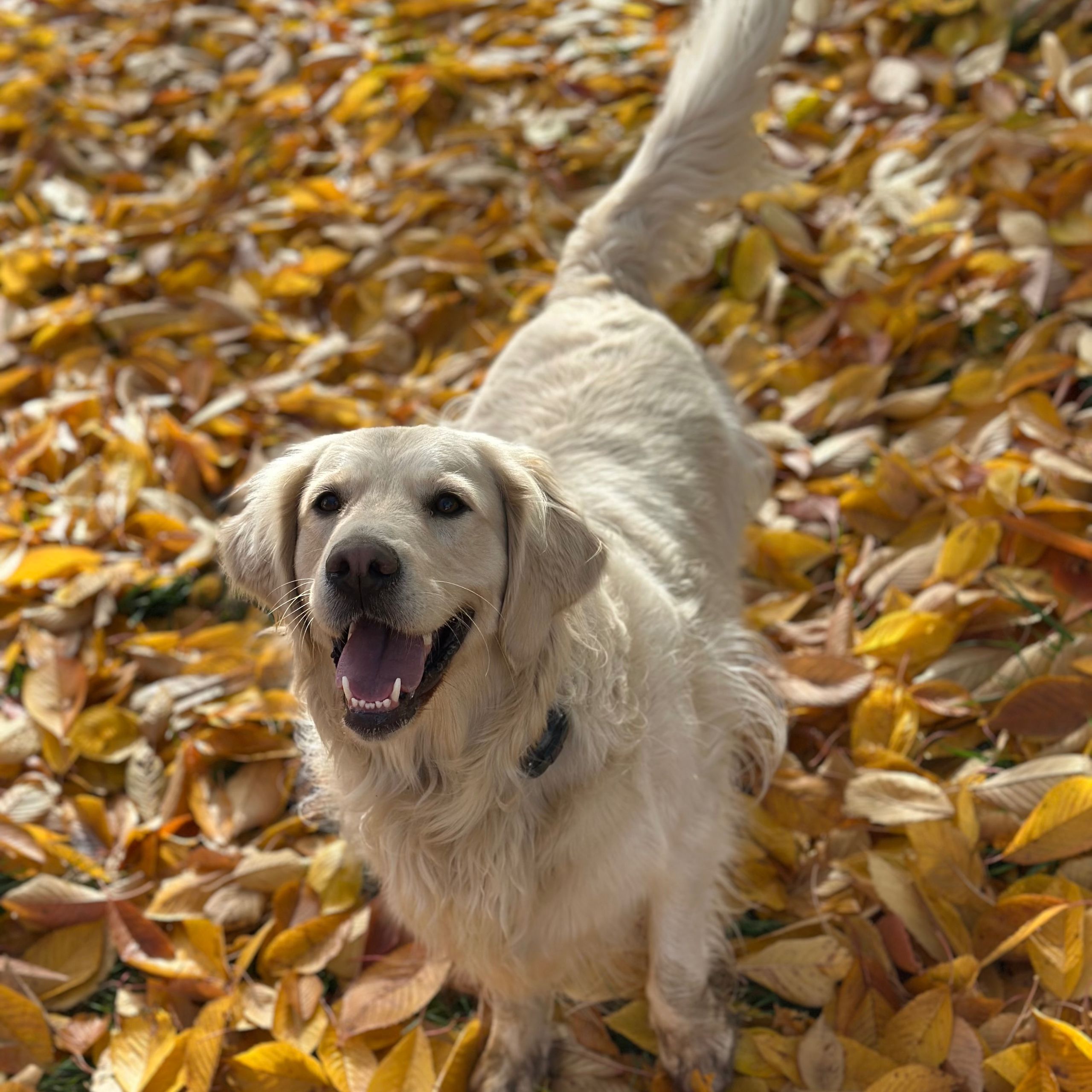 Soutěžní fotografie - Maya,  Zlatý retriever