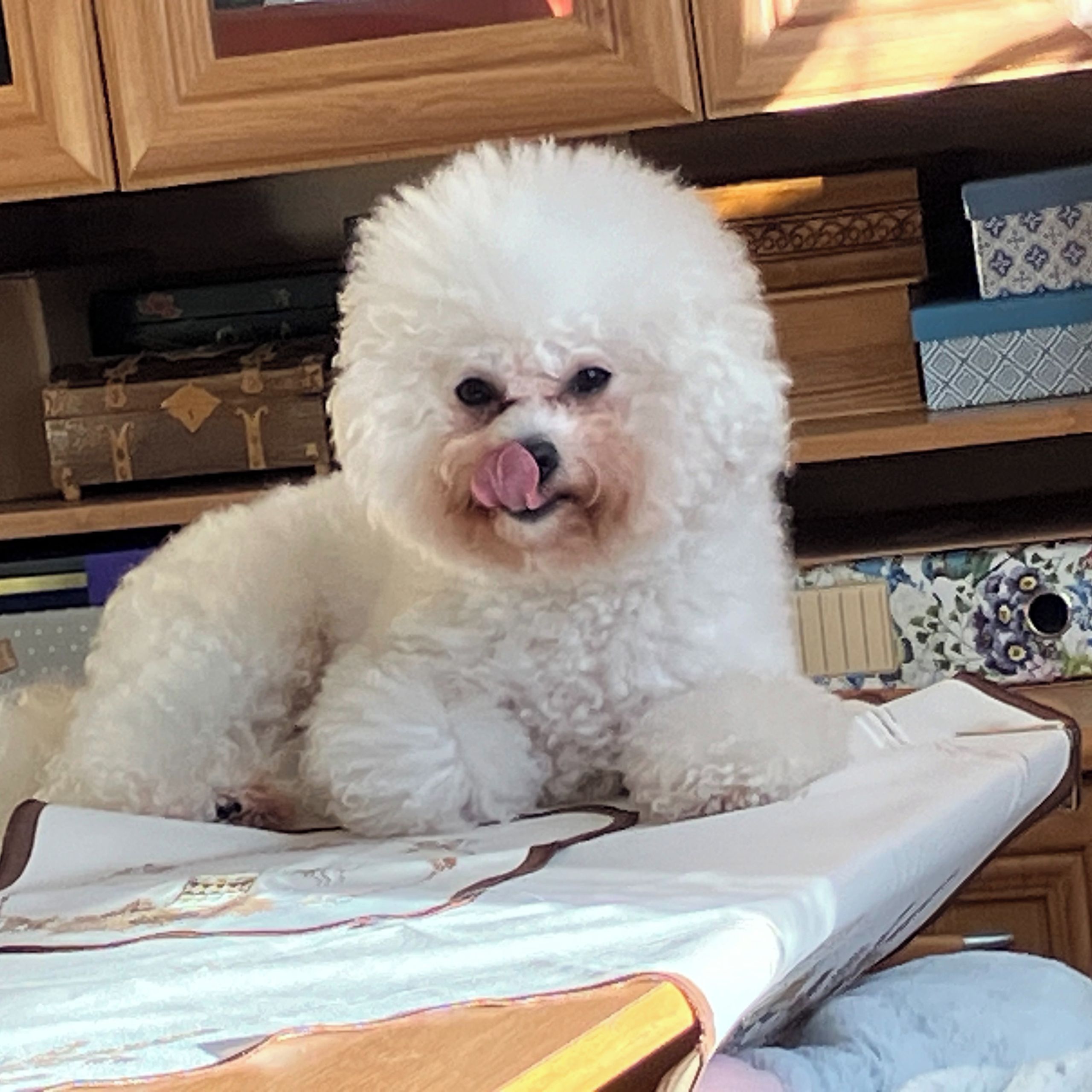 Soutěžní fotografie - Vivat Wiol CHarnet,  Bišonek