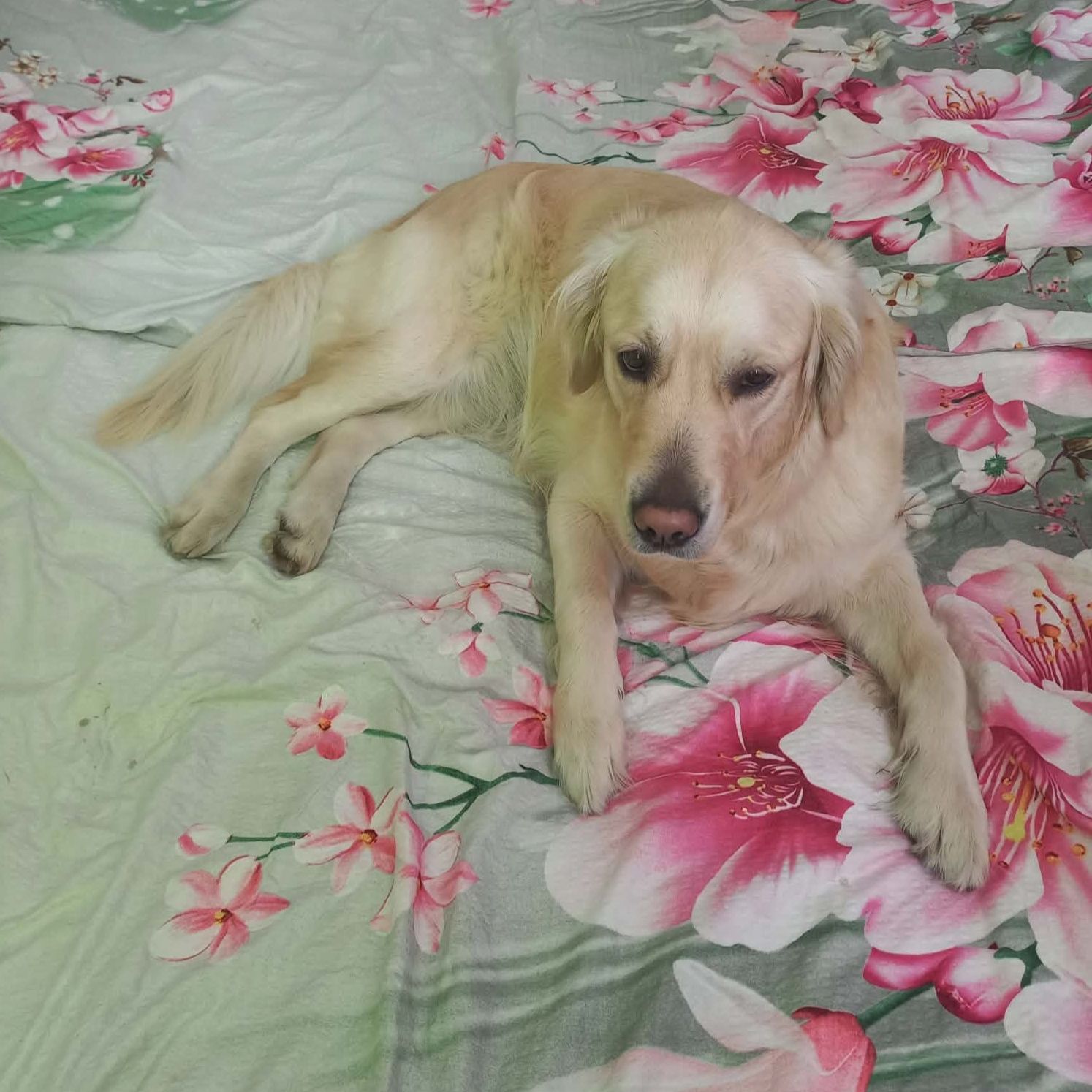 Soutěžní fotografie - Bella,  Zlatý retriever