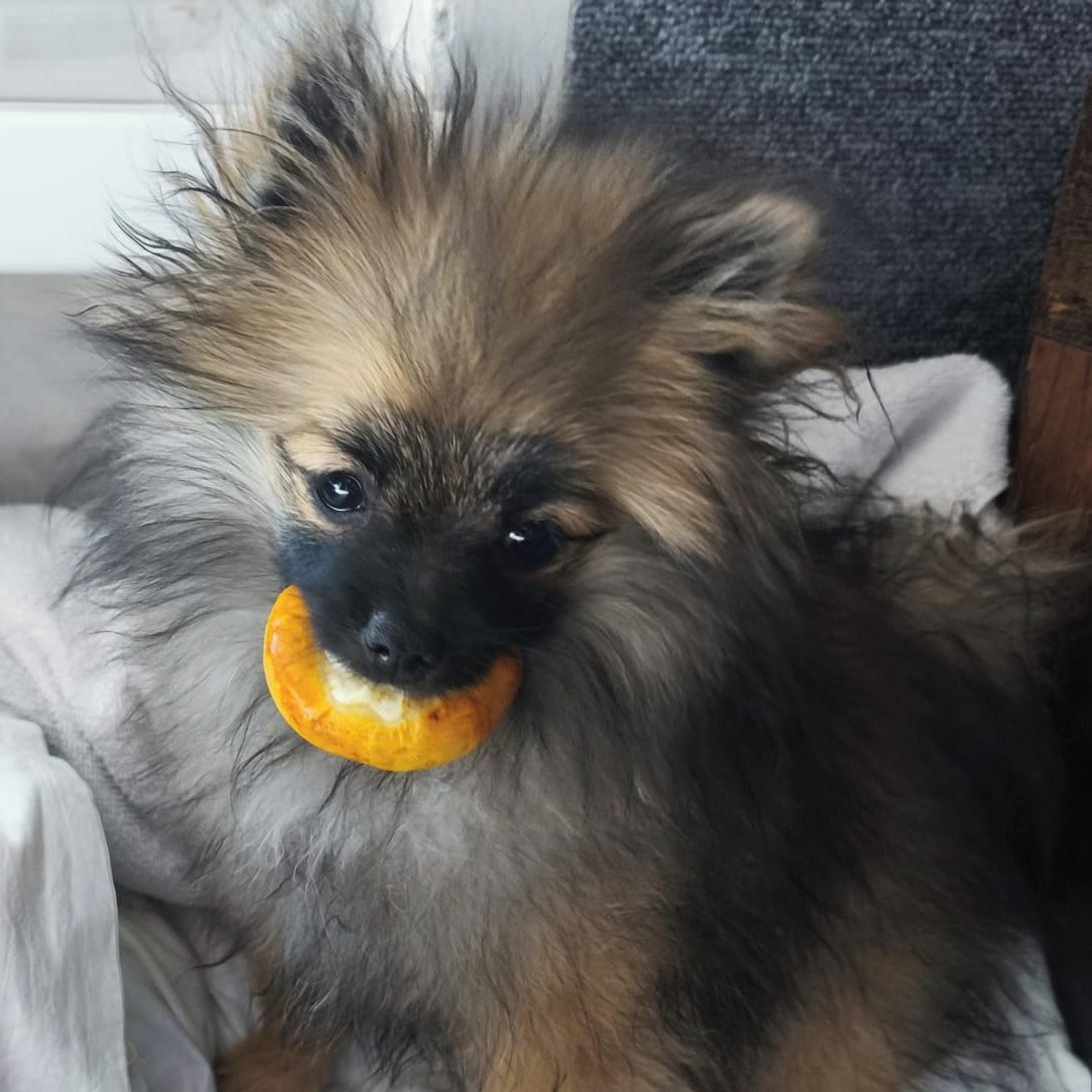 Soutěžní fotografie - Eliška,  Německý špic malý