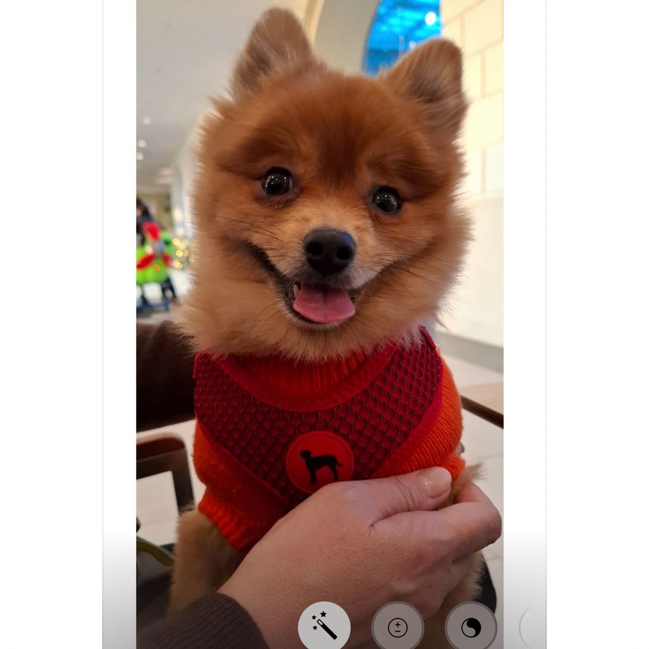 Soutěžní fotografie - Gaia,  Německý špic malý