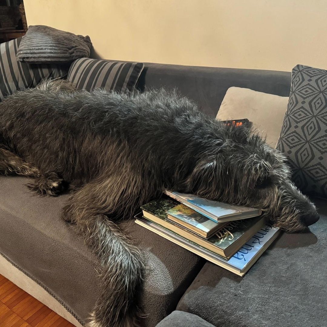 Soutěžní fotografie - Alf,  Irský vlkodav