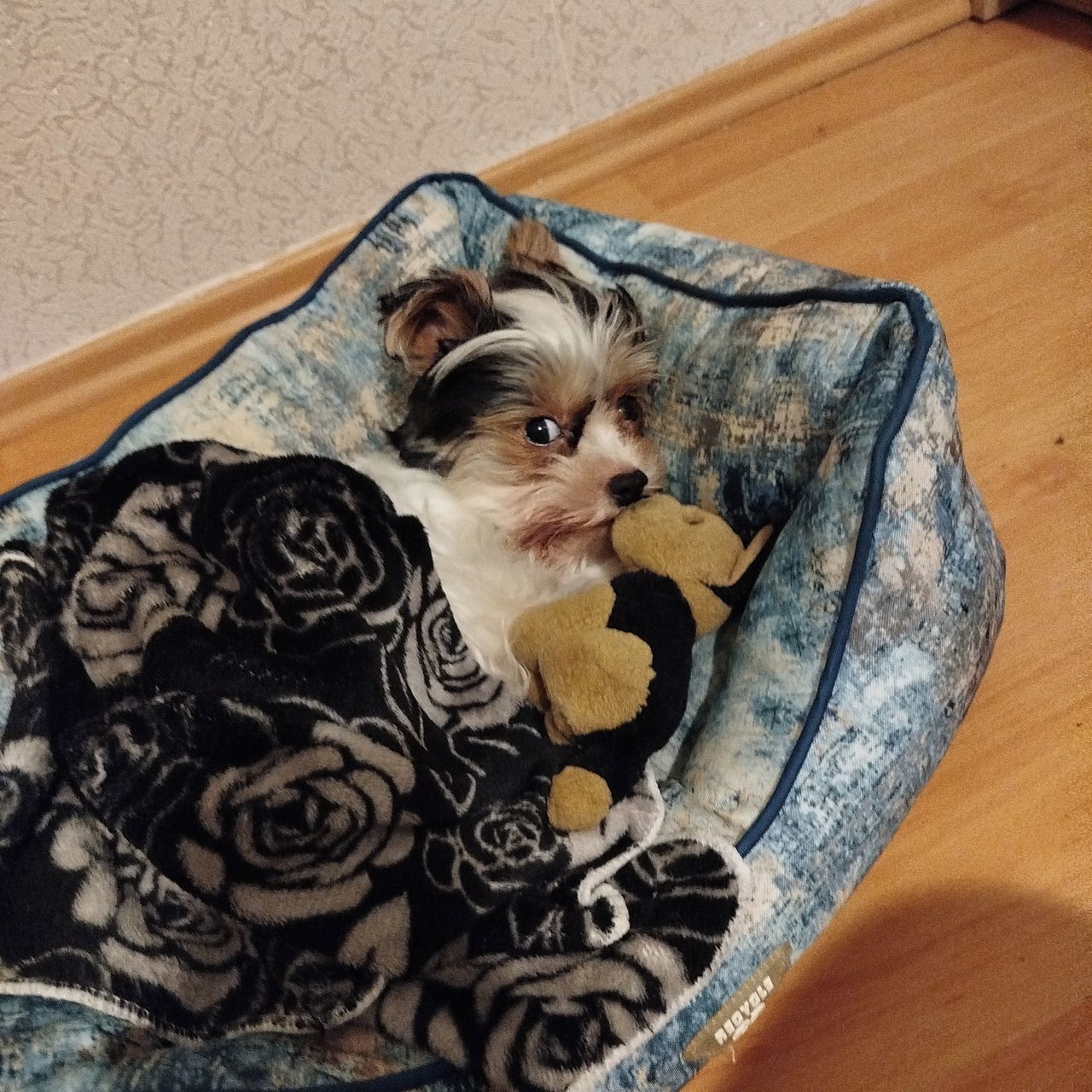 Soutěžní fotografie - Dedee,  Ostatní