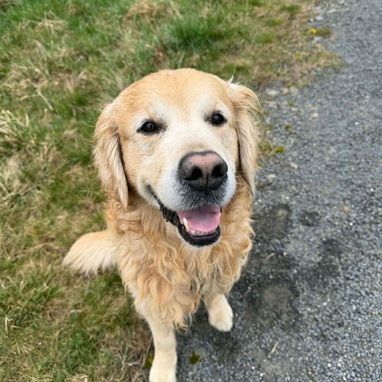 Soutěžní fotografie - Bailey,  Zlatý retriever