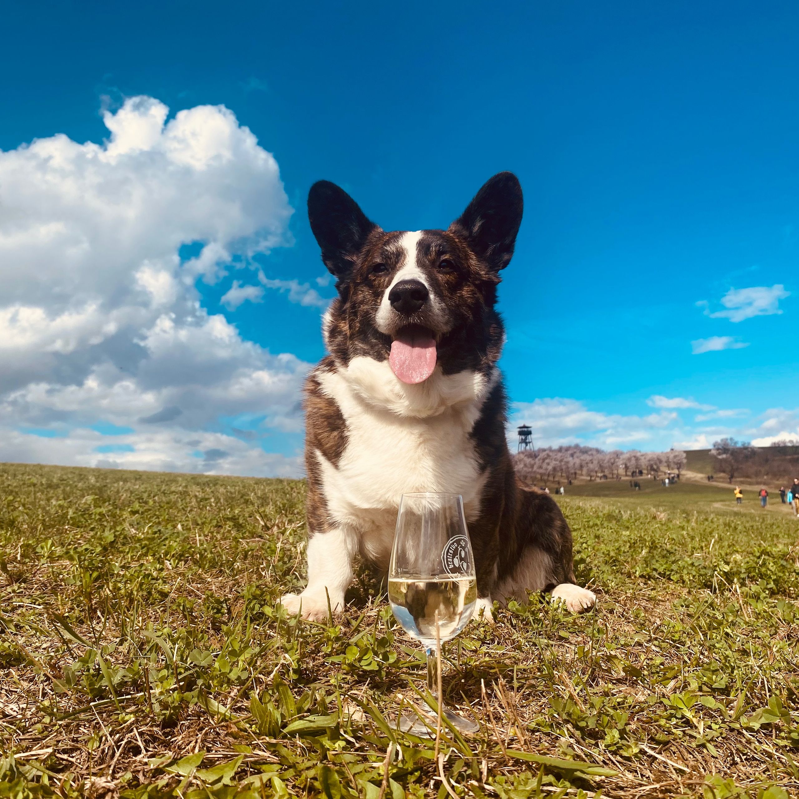 Soutěžní fotografie - Dukie,  Welsh Corgi Cardigan